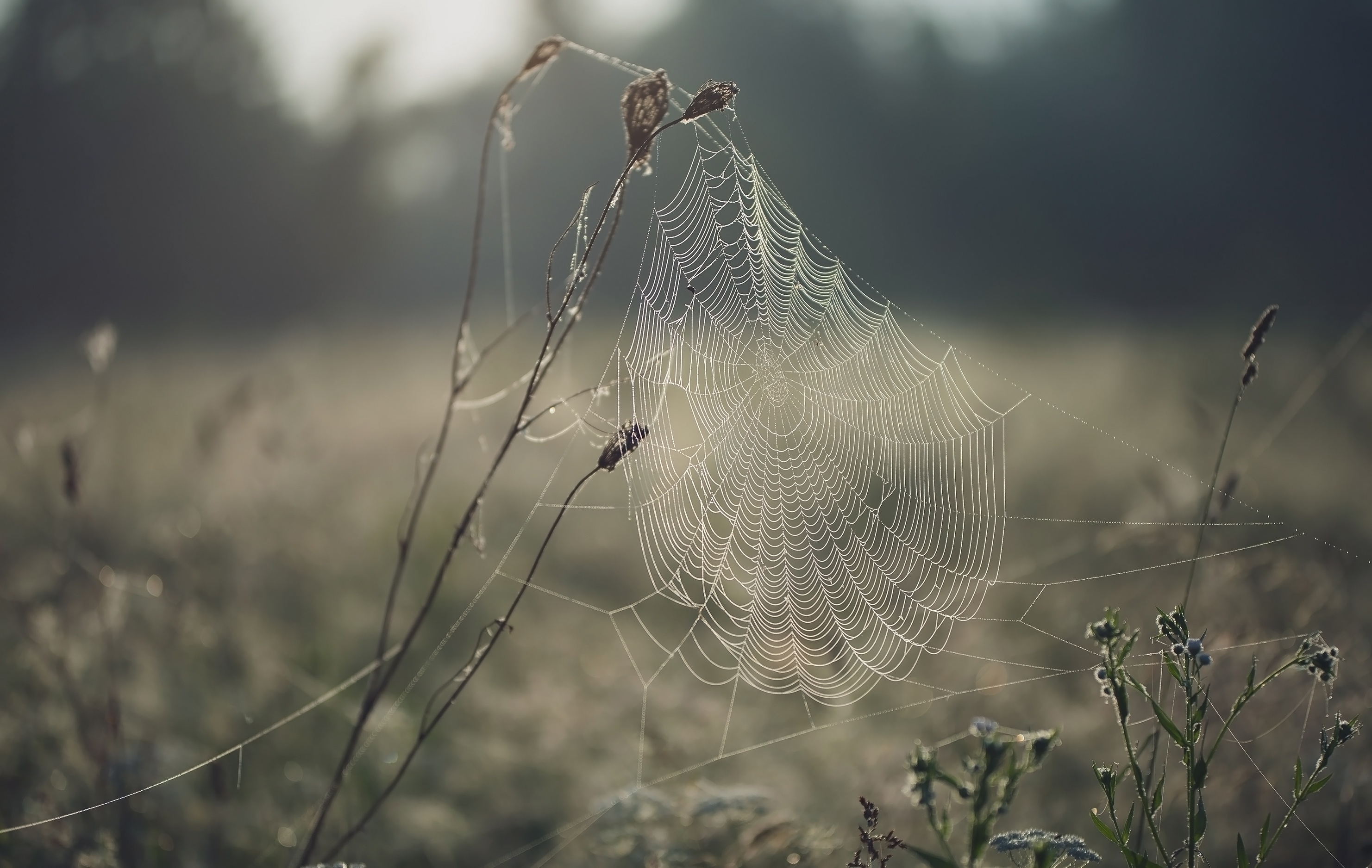 Laden Sie das Makro, Fotografie, Spinnennetz, Tiefenschärfe-Bild kostenlos auf Ihren PC-Desktop herunter