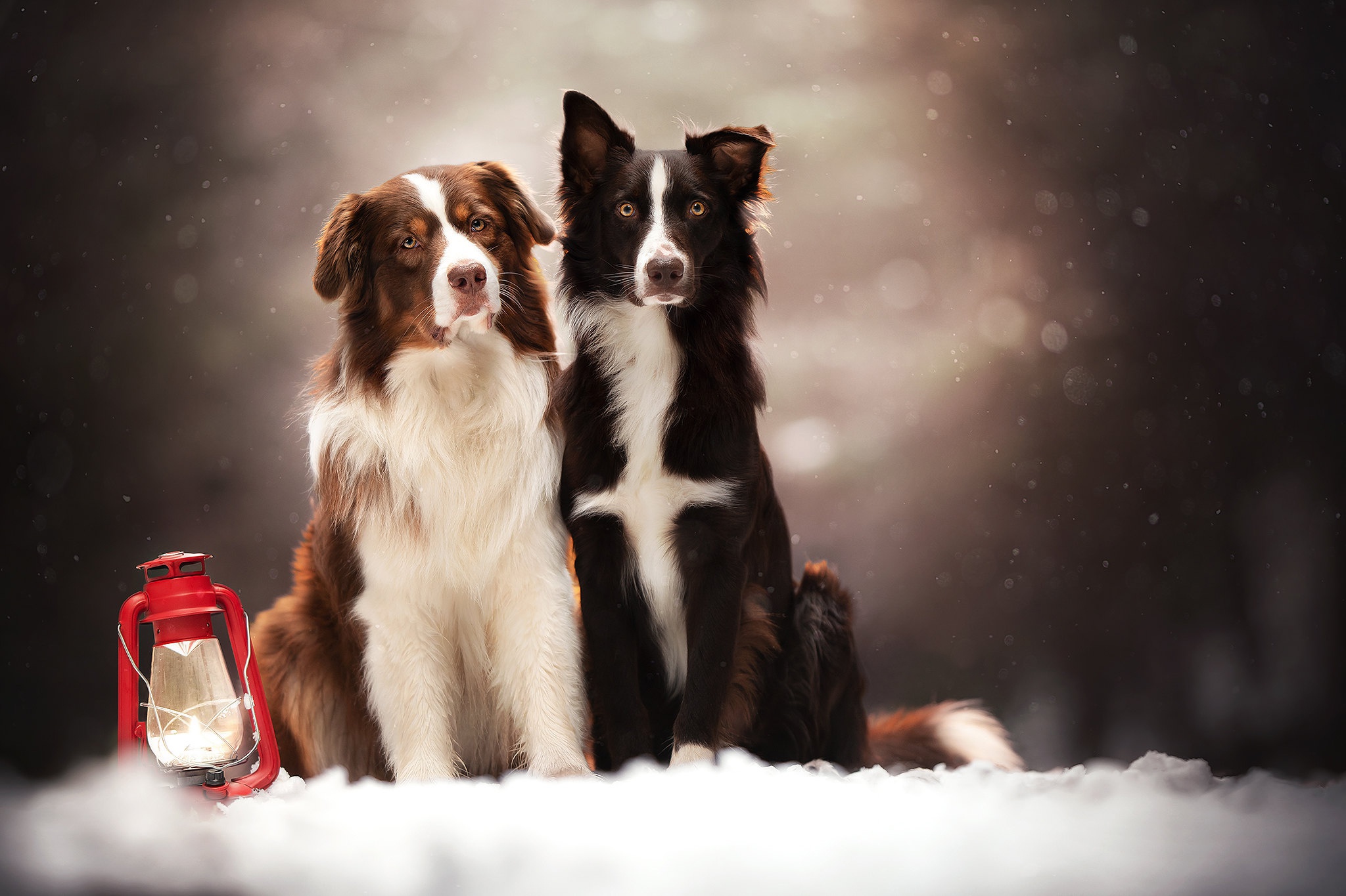 Скачать обои бесплатно Животные, Собаки, Снег, Собака, Фонарь, Бордер Колли картинка на рабочий стол ПК