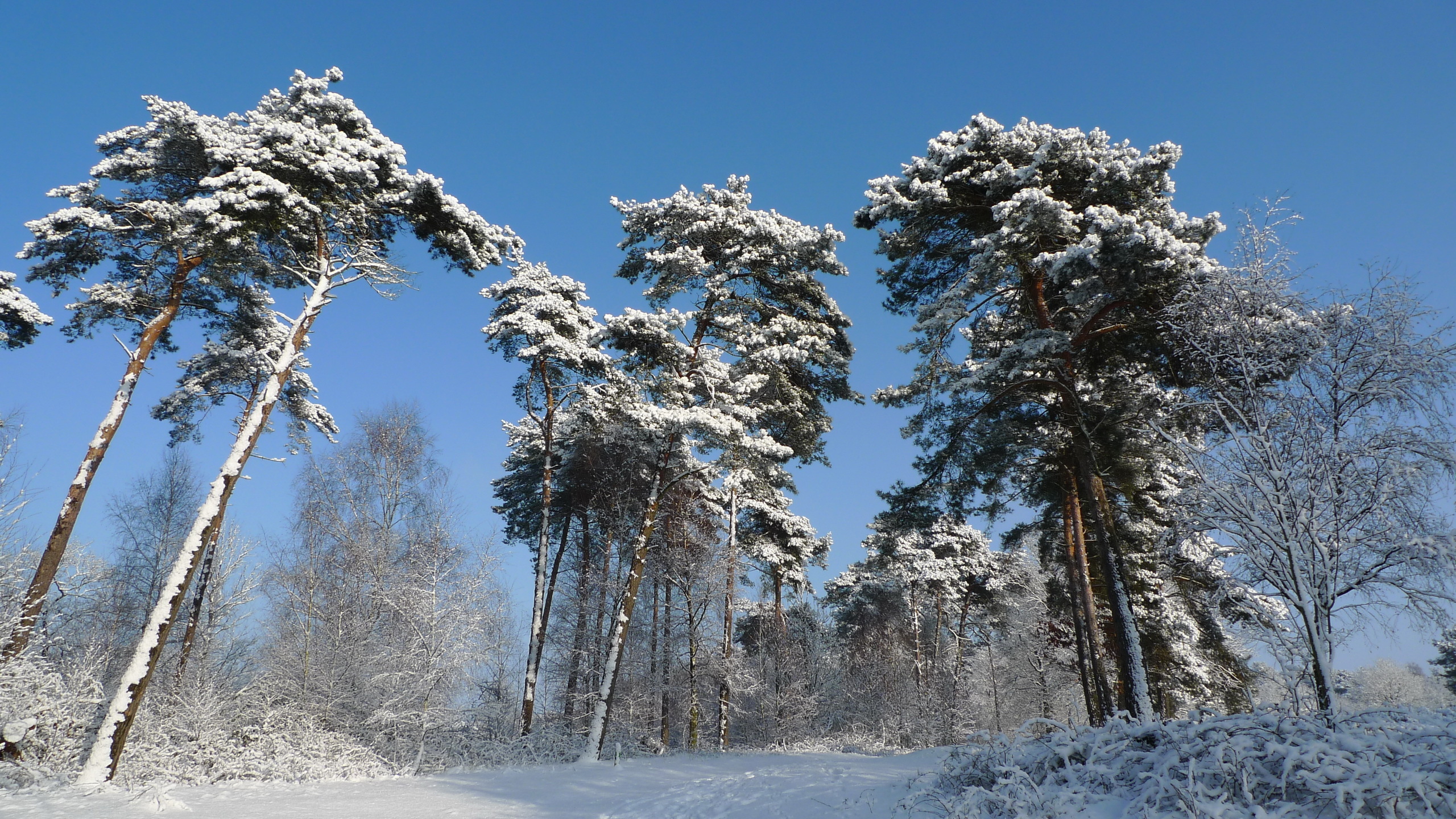 Descarga gratis la imagen Invierno, Tierra/naturaleza en el escritorio de tu PC