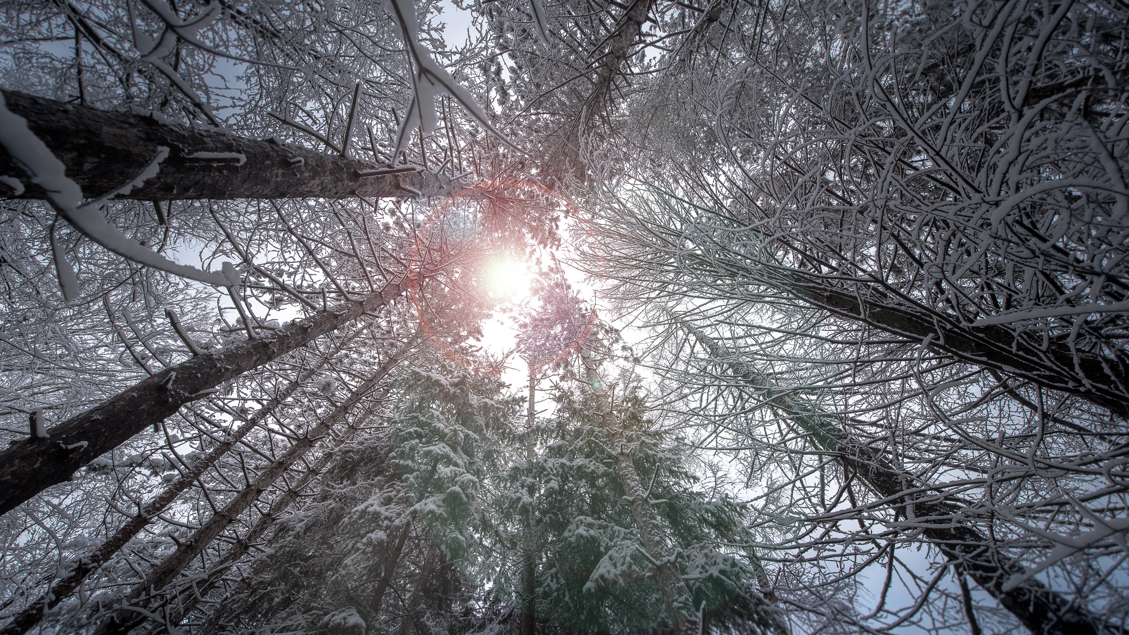 Téléchargez des papiers peints mobile Hiver, Forêt, La Nature, Terre/nature gratuitement.