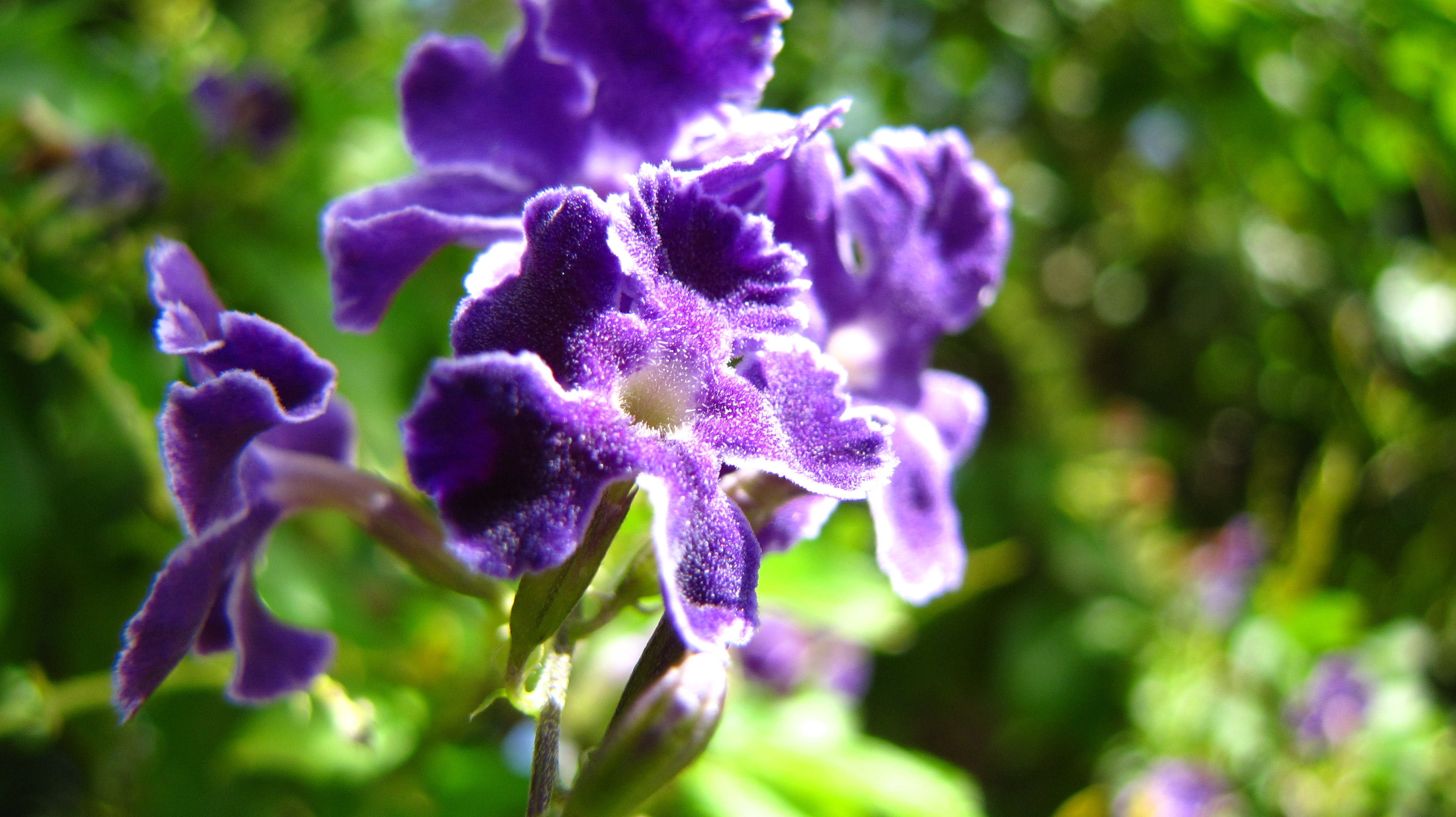 Laden Sie das Blumen, Blume, Erde/natur-Bild kostenlos auf Ihren PC-Desktop herunter