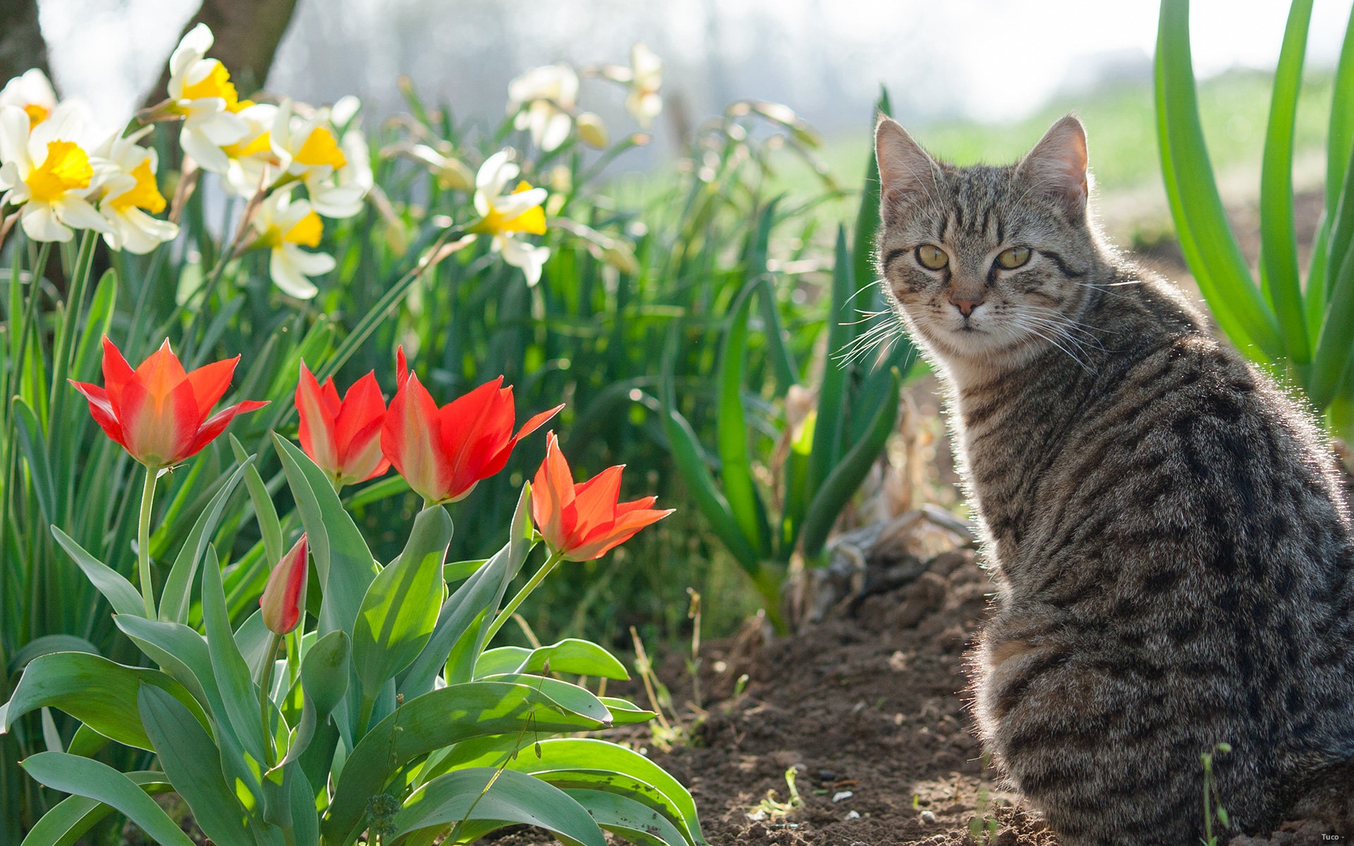 Download mobile wallpaper Cats, Flower, Cat, Animal, Spring, Narcissus, Tulip for free.