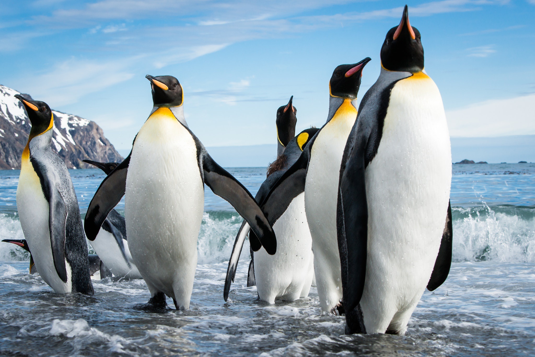Descarga gratuita de fondo de pantalla para móvil de Animales, Pingüino, Aves.