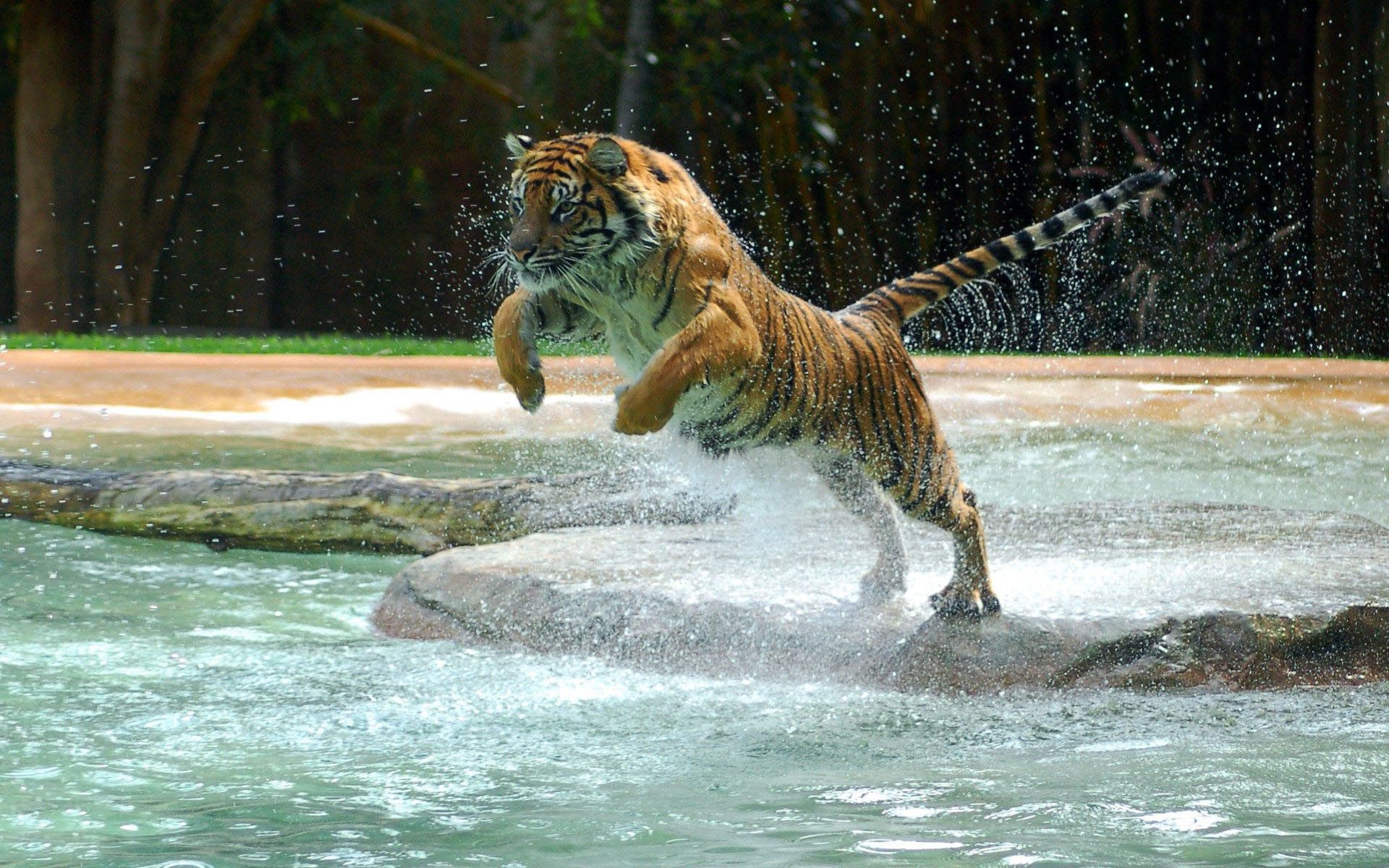tiger, spray, animals, water, bounce, jump for android