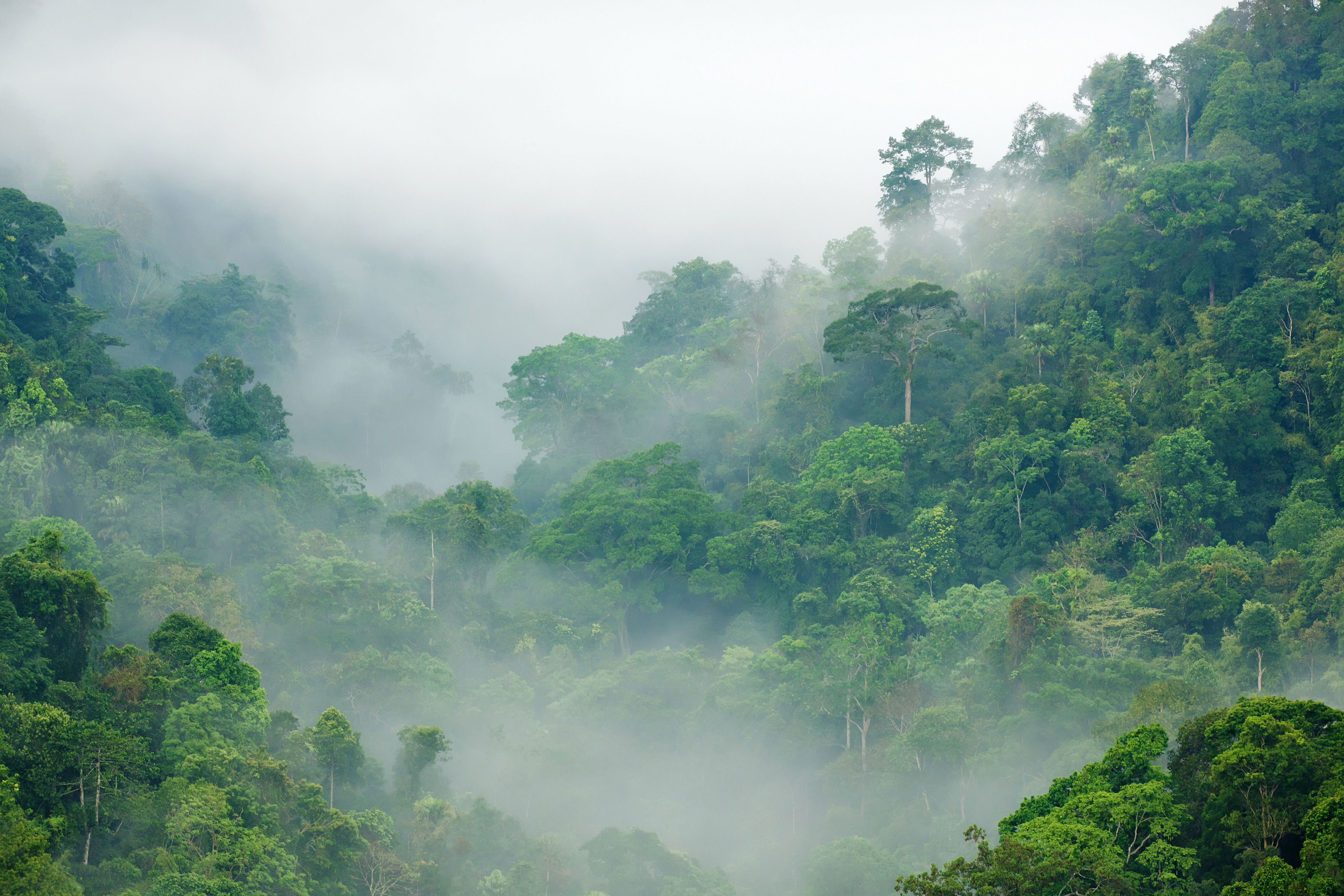 Descarga gratuita de fondo de pantalla para móvil de Naturaleza, Bosque, Niebla, Tierra/naturaleza.