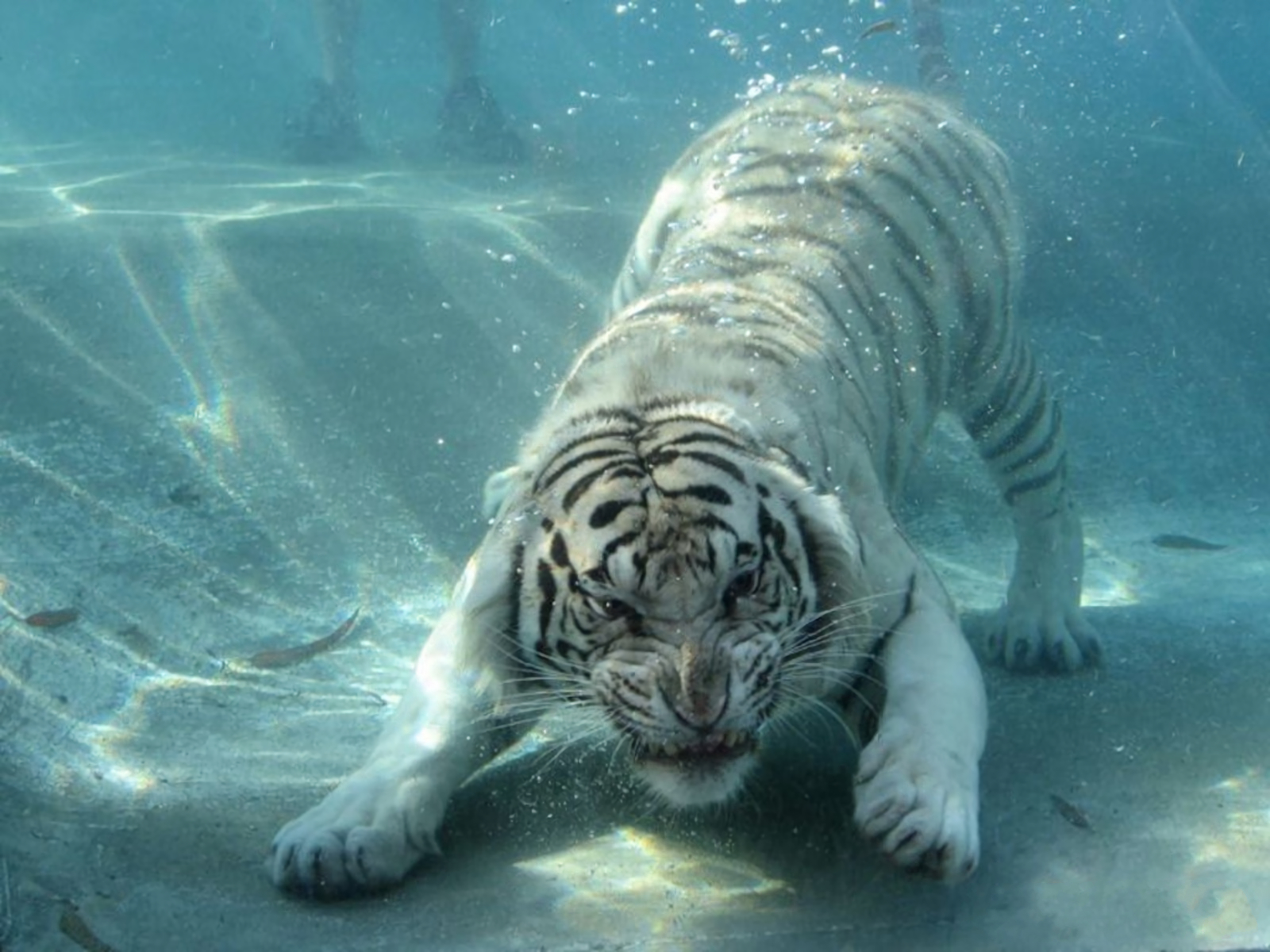 384587 Bild herunterladen tiere, weißer tiger, tiger, unterwasser, zoo, katzen - Hintergrundbilder und Bildschirmschoner kostenlos