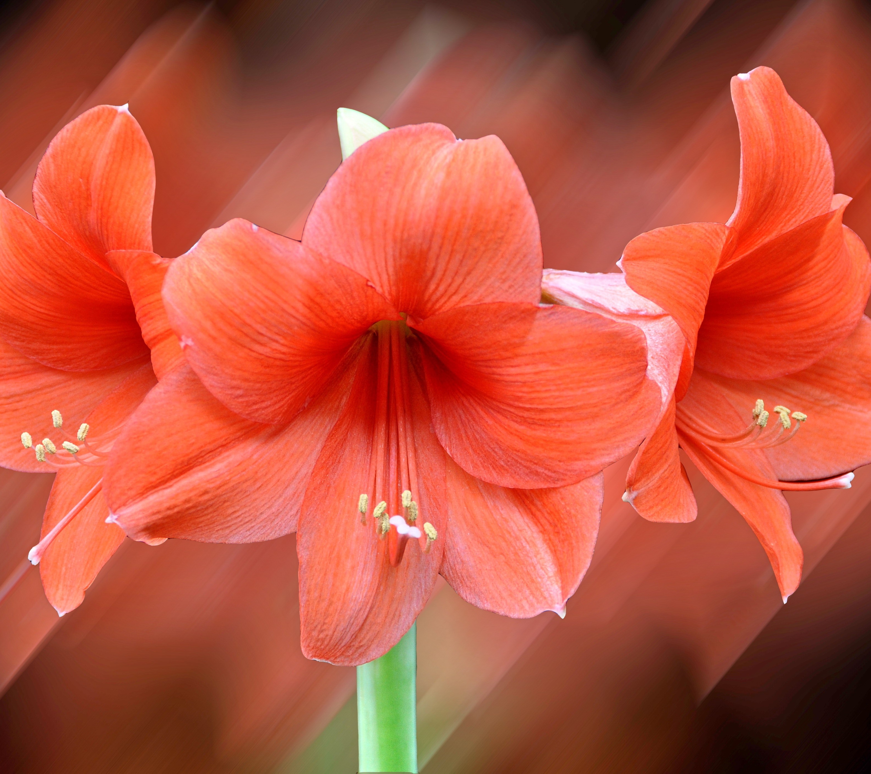 Download mobile wallpaper Flowers, Flower, Earth, Lily, Orange Flower for free.