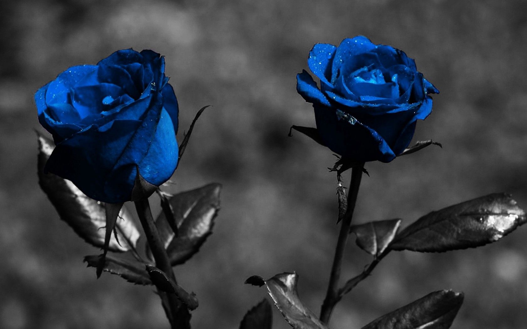 creative, rose, rose flower, flowers, leaves, blue for android