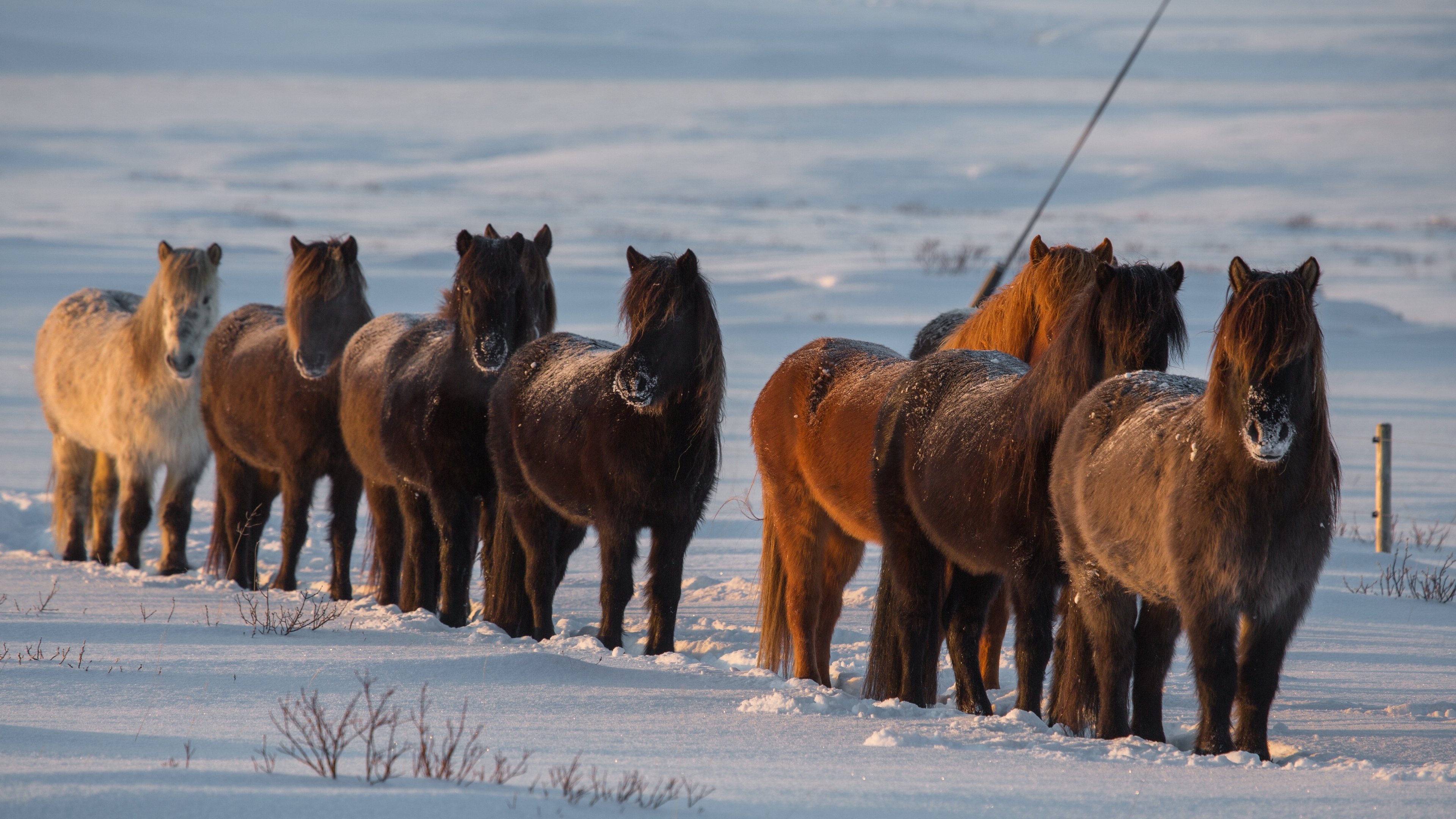 745128 скачать обои животные, лошадь, пони, снег, зима - заставки и картинки бесплатно