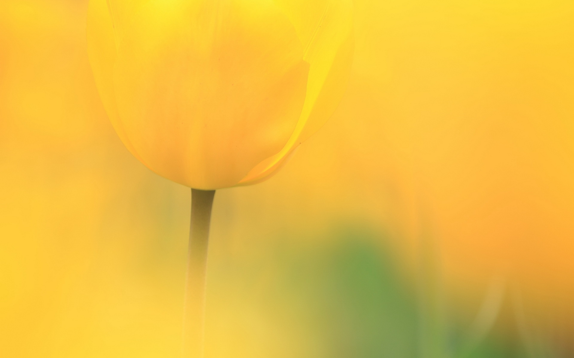 Téléchargez gratuitement l'image Fleurs, Tulipe, Terre/nature sur le bureau de votre PC