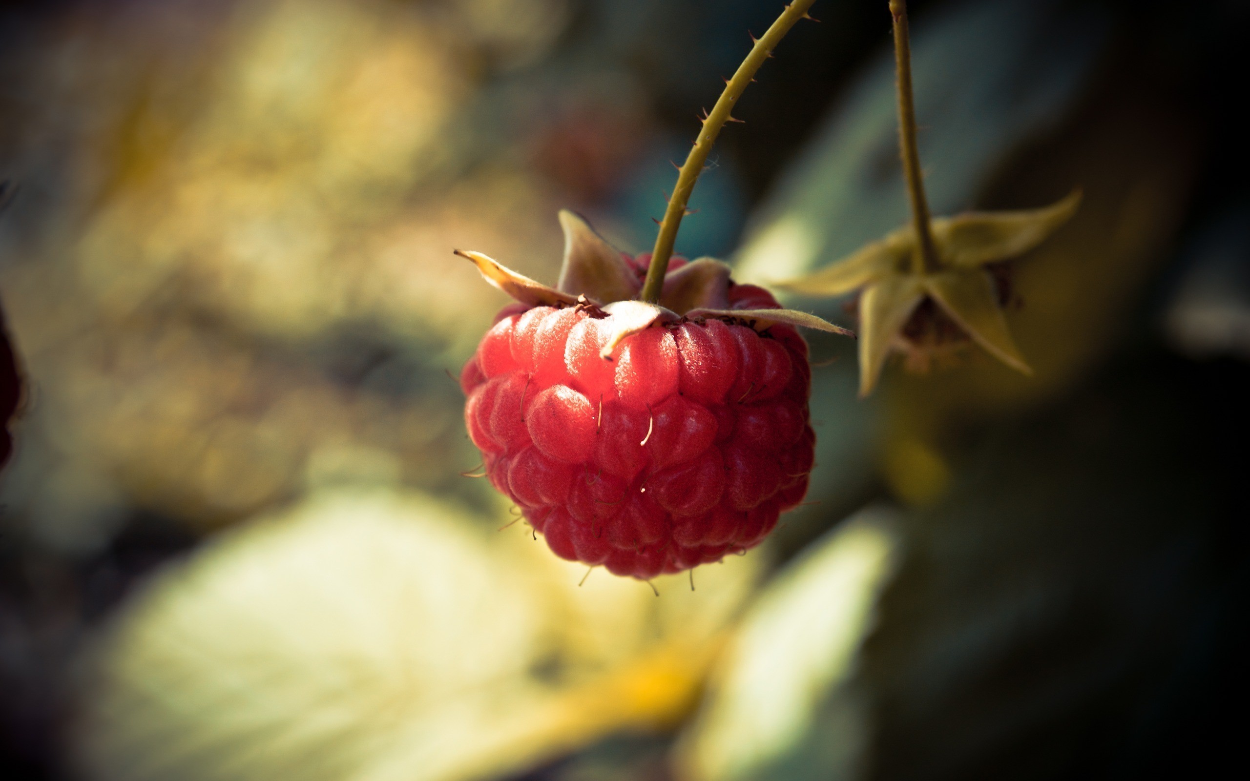 Download mobile wallpaper Fruits, Food, Raspberry for free.