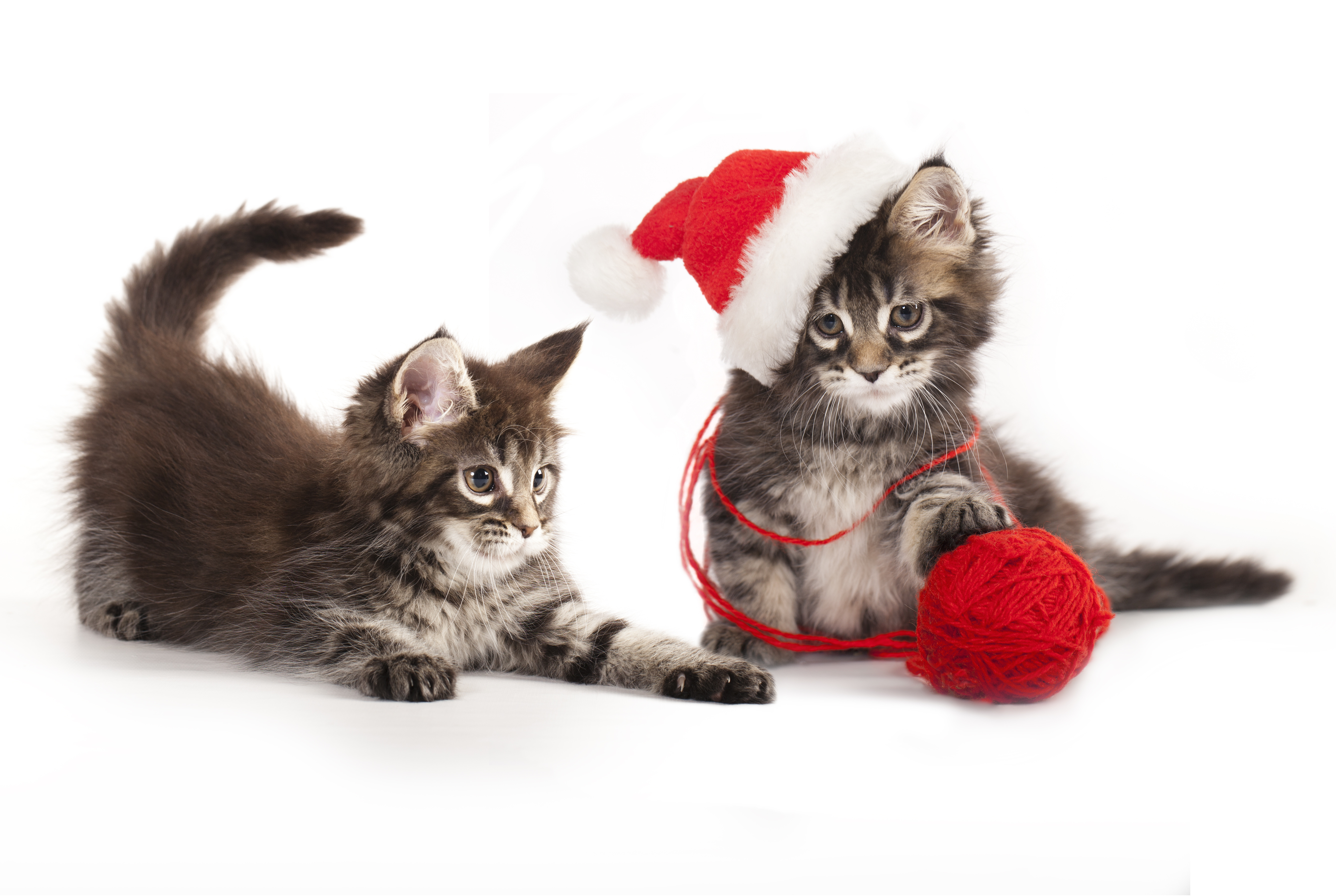 Free download wallpaper Cats, Cat, Kitten, Ball, Animal, Hat on your PC desktop