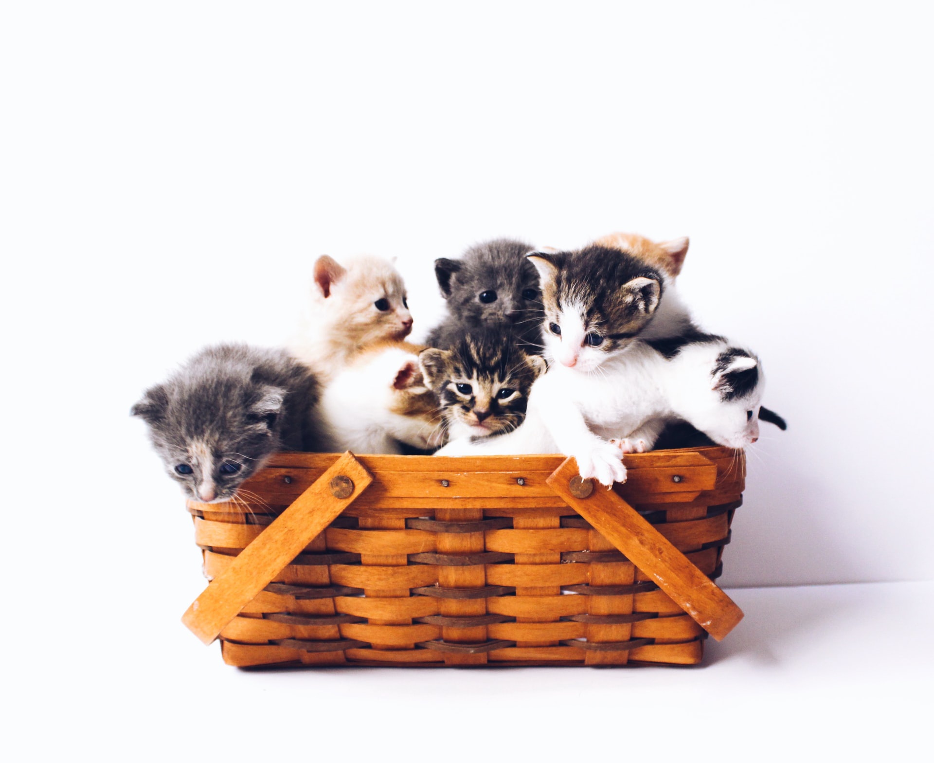 Download mobile wallpaper Cats, Cat, Kitten, Animal, Baby Animal for free.