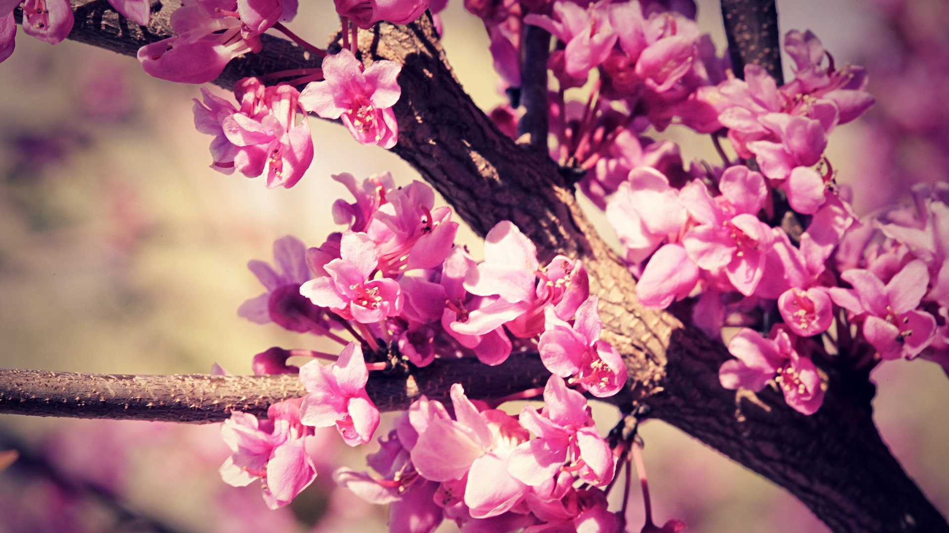 Скачати мобільні шпалери Квітка, Дерево, Цвітіння, Земля, Рожева Квітка, Флауерзи безкоштовно.