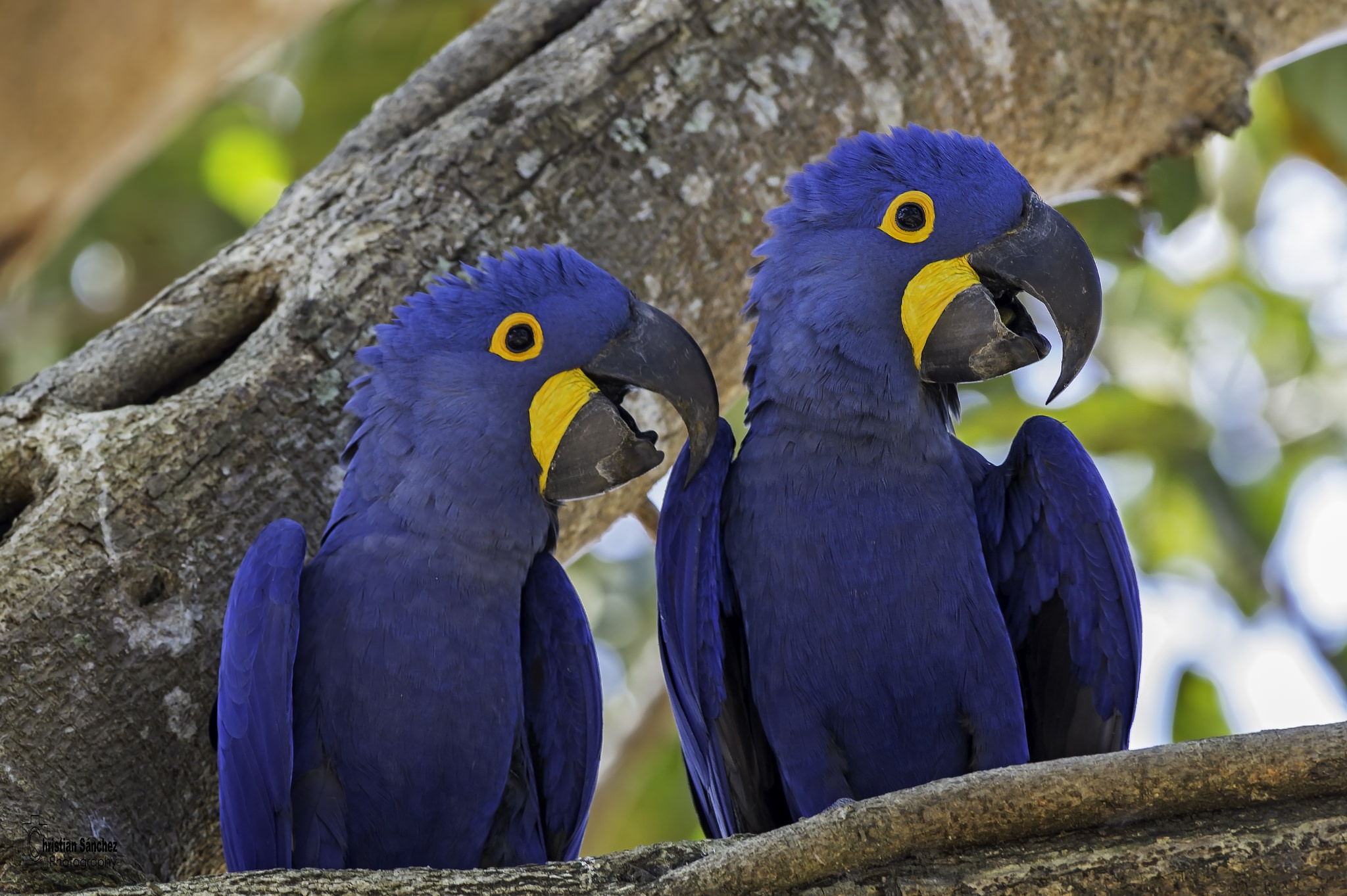 433976 скачать обои попугай, животные, гиацинтовый ара, птицы - заставки и картинки бесплатно