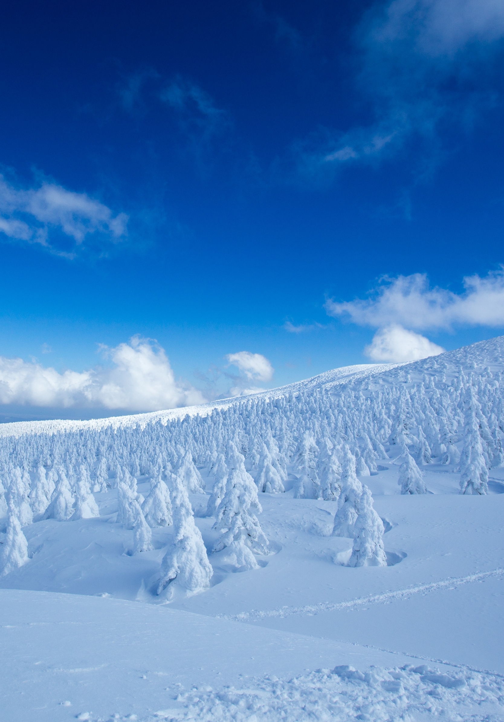 Скачать картинку Пейзаж, Зима, Природа, Небо, Снег, Лес, Ландшафт, Земля/природа в телефон бесплатно.