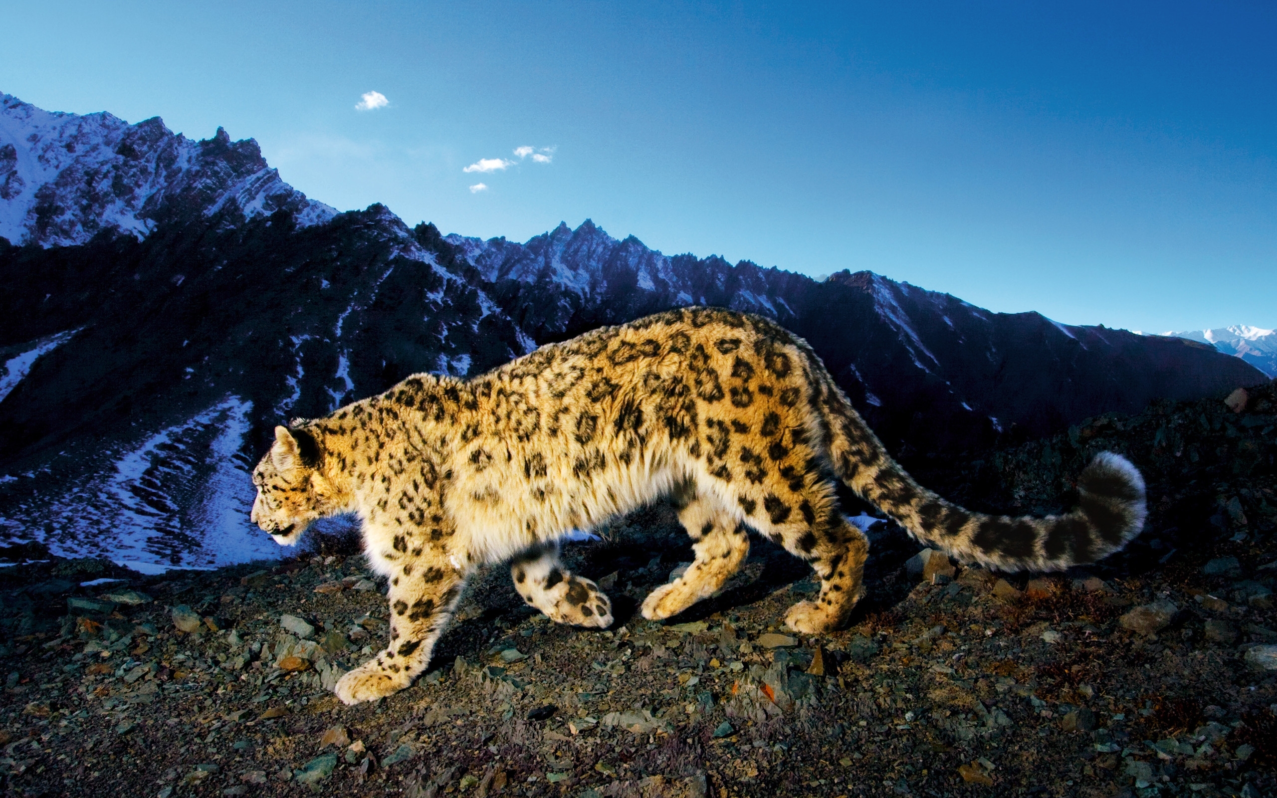Free download wallpaper Animals, Snow Leopard on your PC desktop