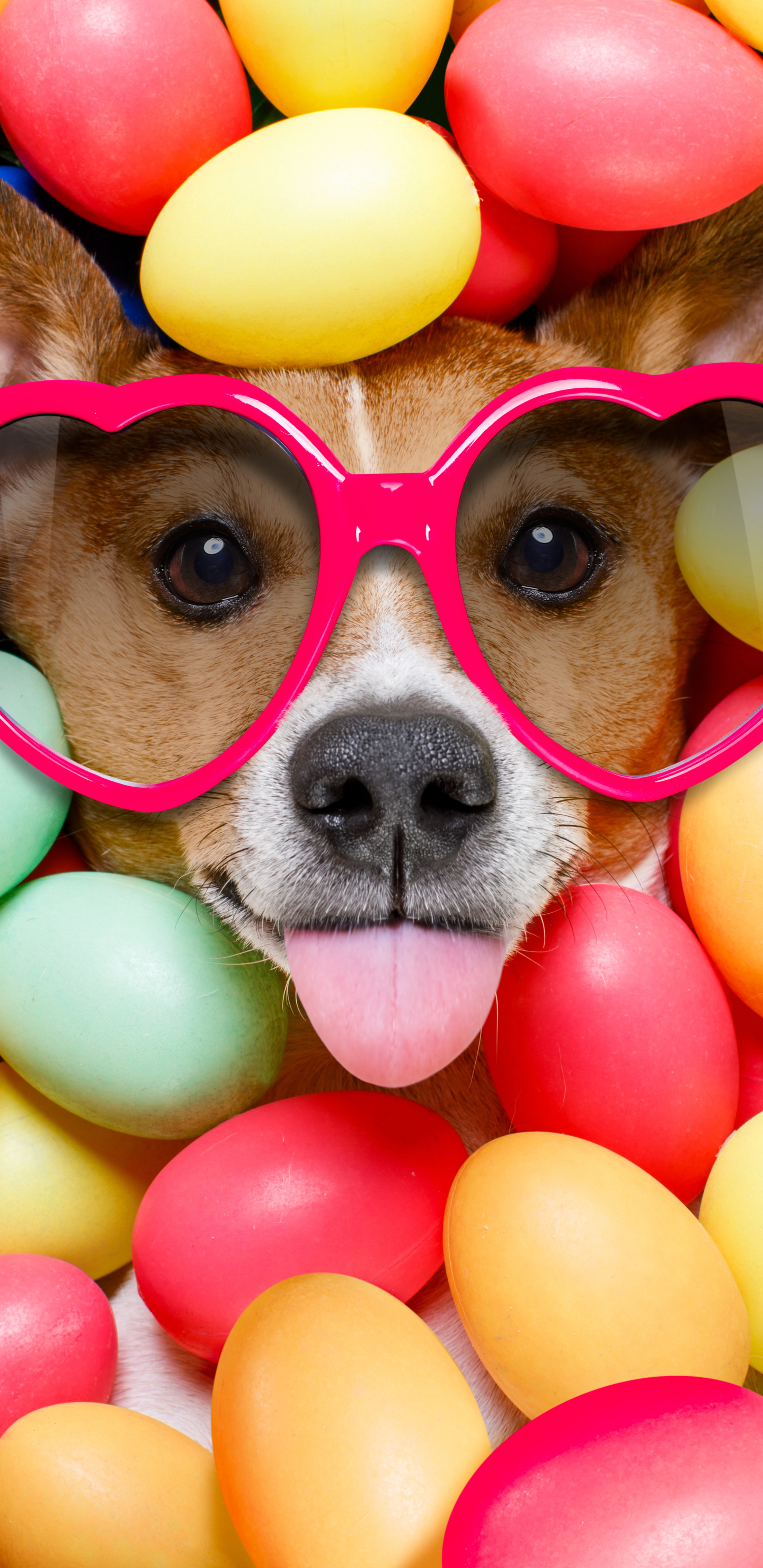 Handy-Wallpaper Humor, Hund, Schnauze, Farben, Bunt, Sonnenbrille, Osterei kostenlos herunterladen.