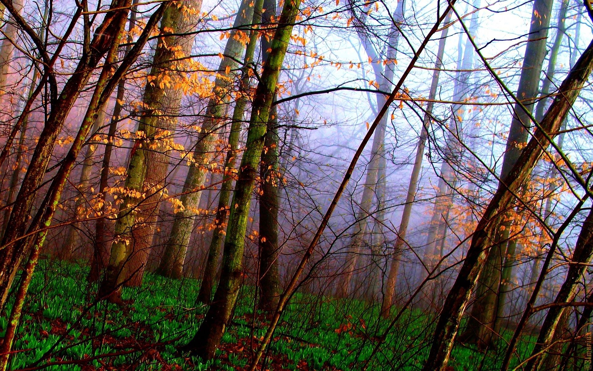 Скачать картинку Трава, Деревья, Лес, Ковер, Природа, Осень в телефон бесплатно.