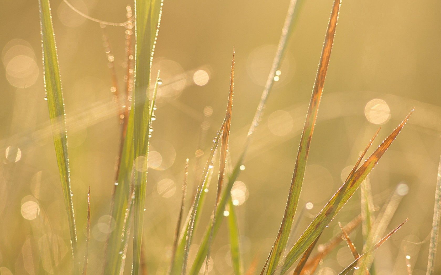 Laden Sie das Grass, Makro, Drops-Bild kostenlos auf Ihren PC-Desktop herunter