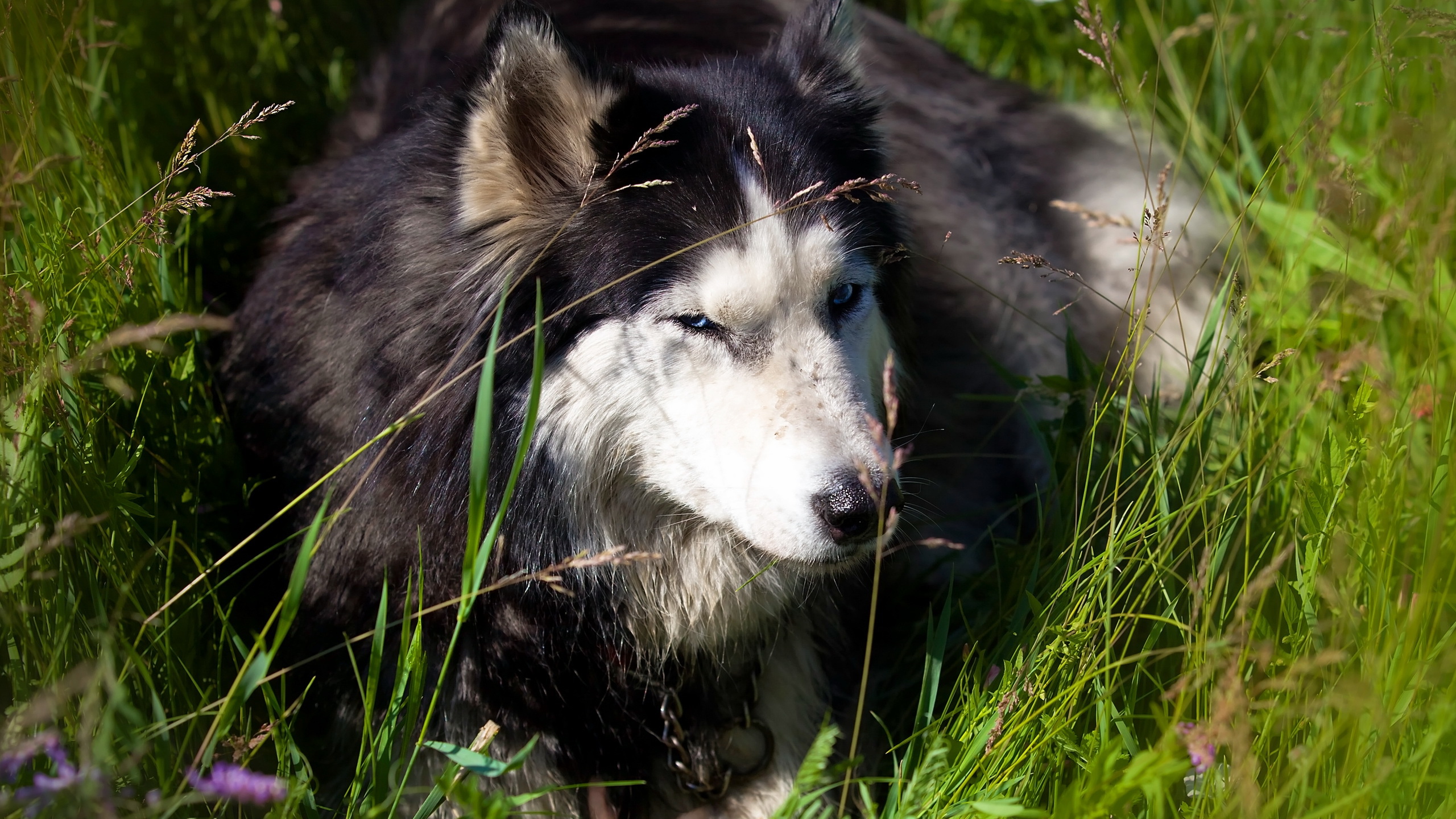 Free download wallpaper Dogs, Animal, Husky on your PC desktop