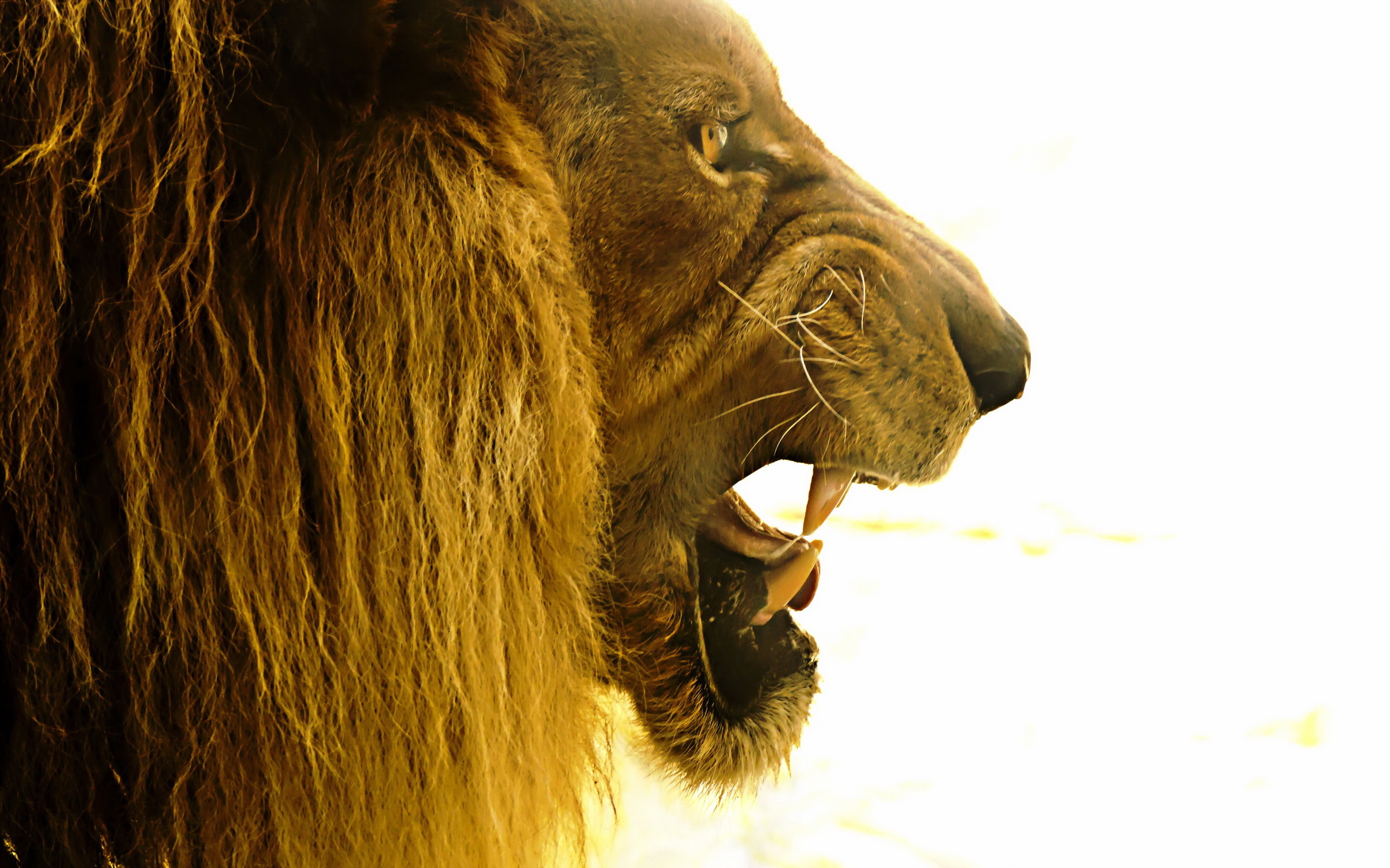 Завантажити шпалери безкоштовно Лев, Коти, Тварина картинка на робочий стіл ПК