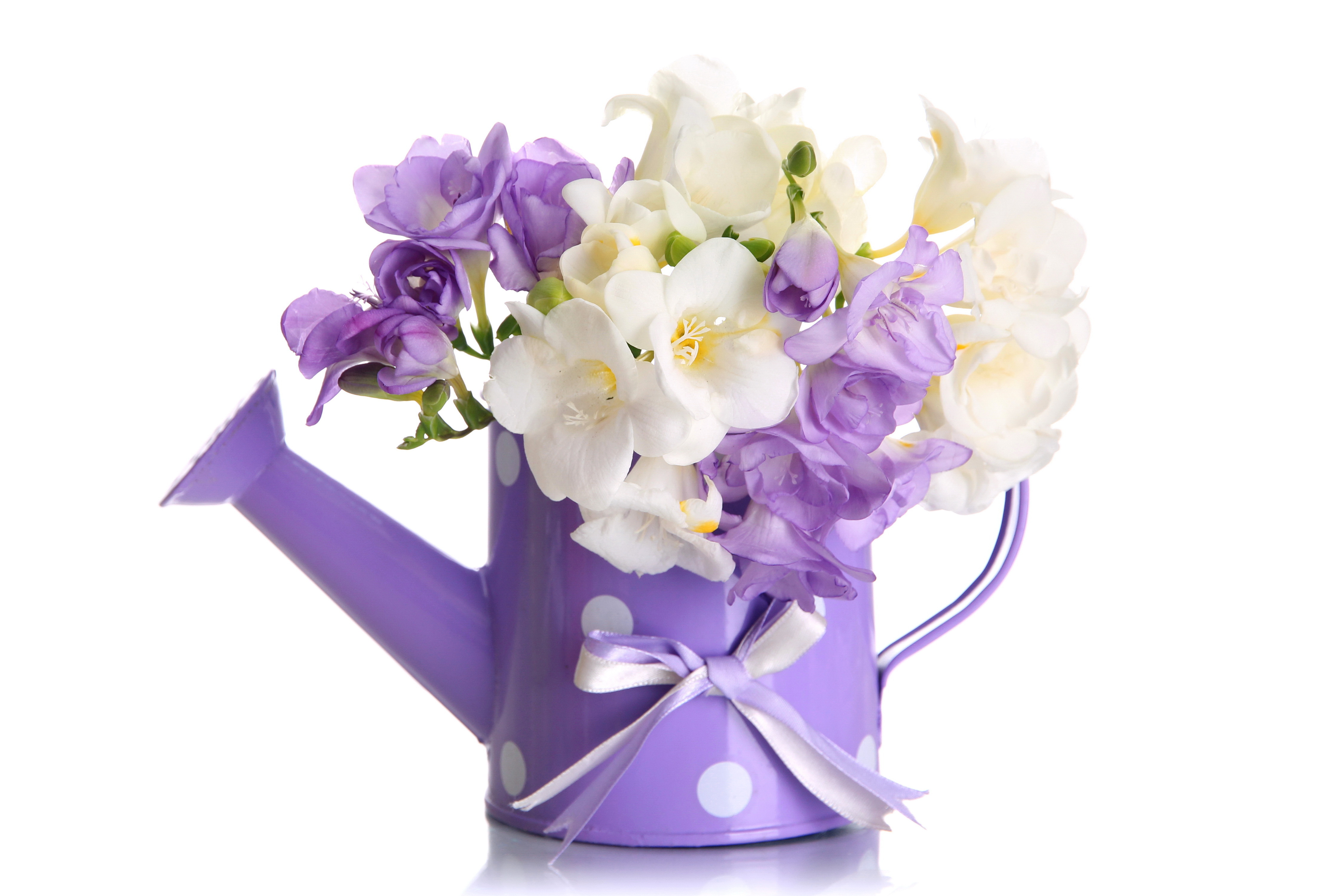 Скачать обои бесплатно Цветок, Фиолетовый, Белый Цветок, Фиолетовый Цветок, Сделано Человеком картинка на рабочий стол ПК