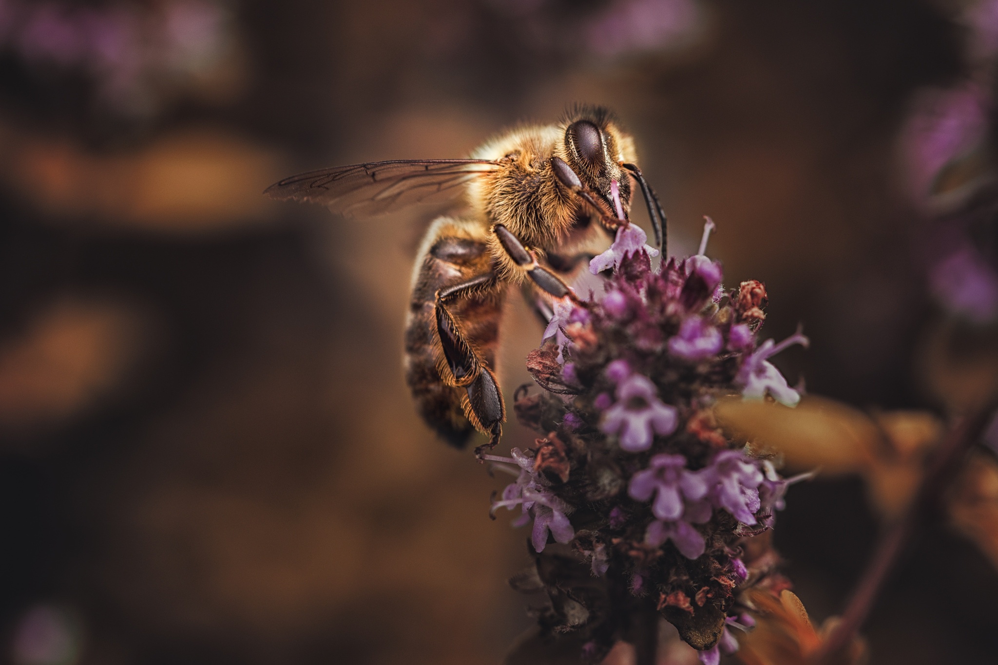 無料モバイル壁紙動物, 昆虫, 大きい, 蜂, 虫, 紫色の花をダウンロードします。