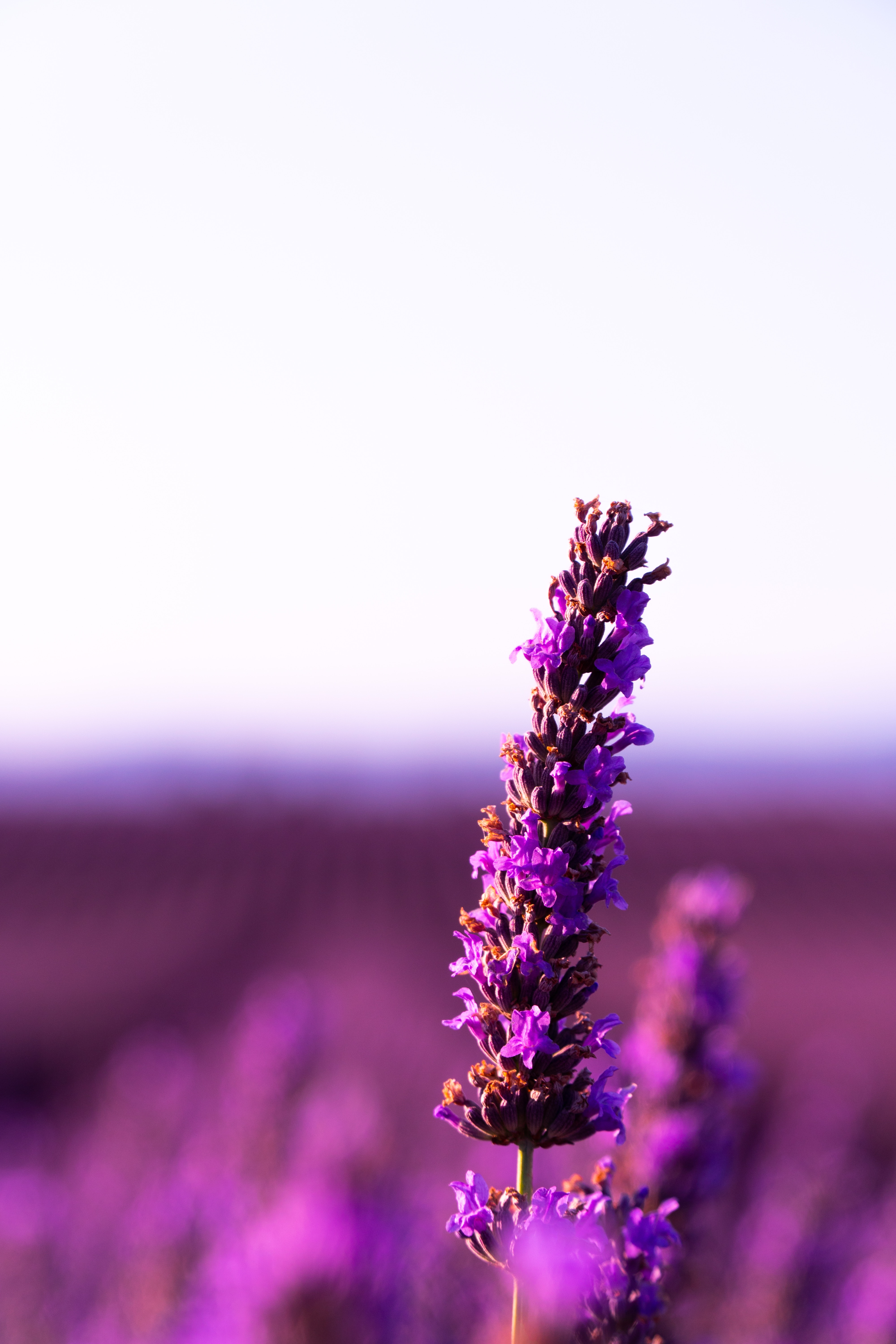 blur, flowers, violet, flower, smooth, purple, inflorescence, lavender