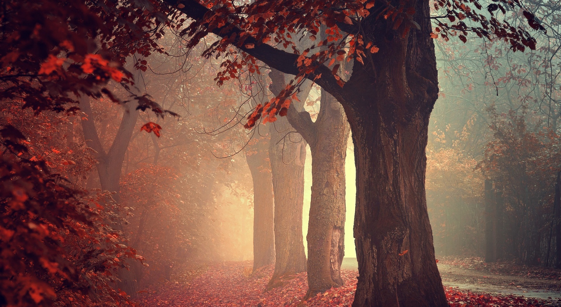 Baixar papel de parede para celular de Outono, Floresta, Árvore, Terra/natureza, Neblina gratuito.