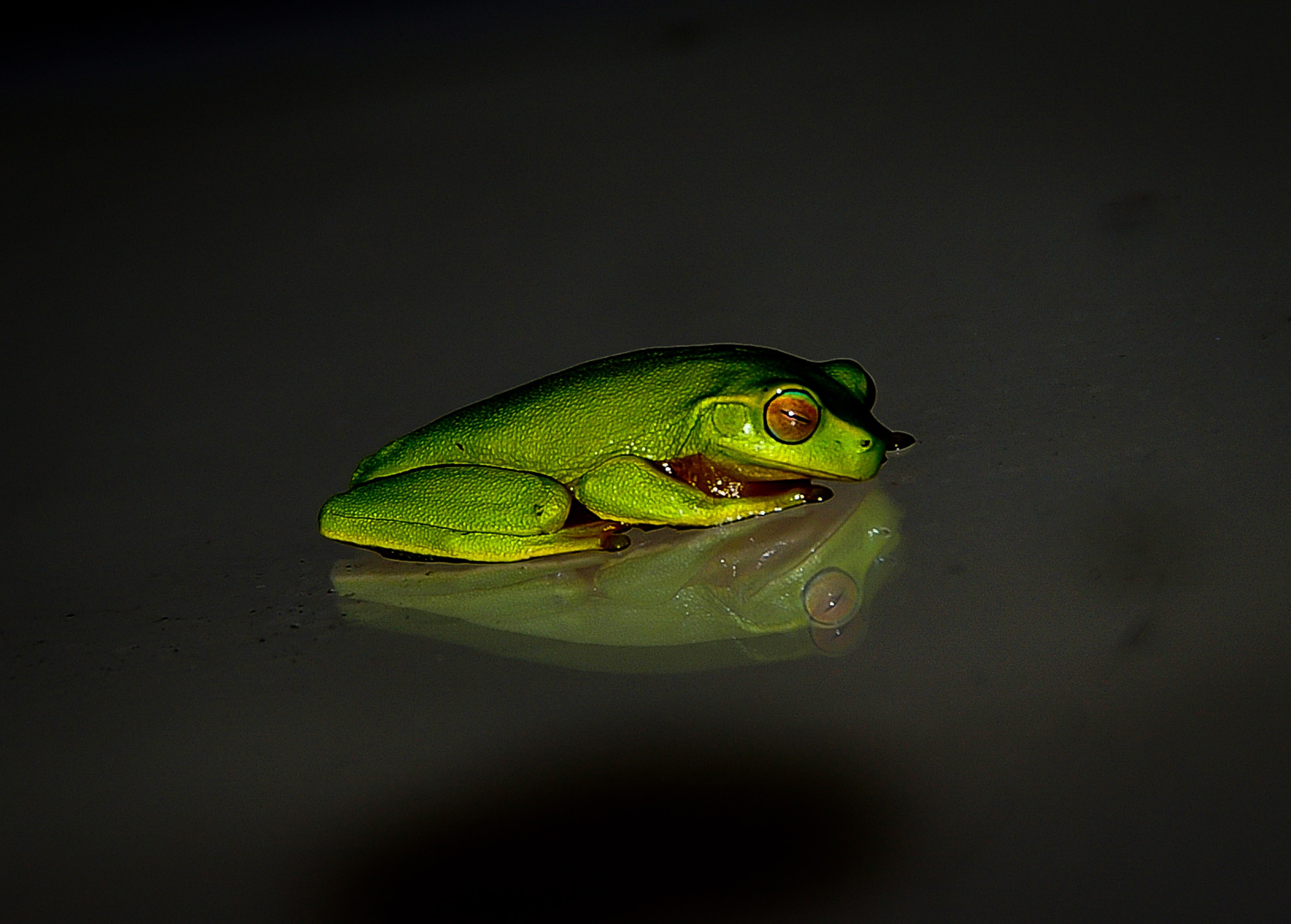 Free download wallpaper Frog, Animals, Dark Background, Reflection on your PC desktop