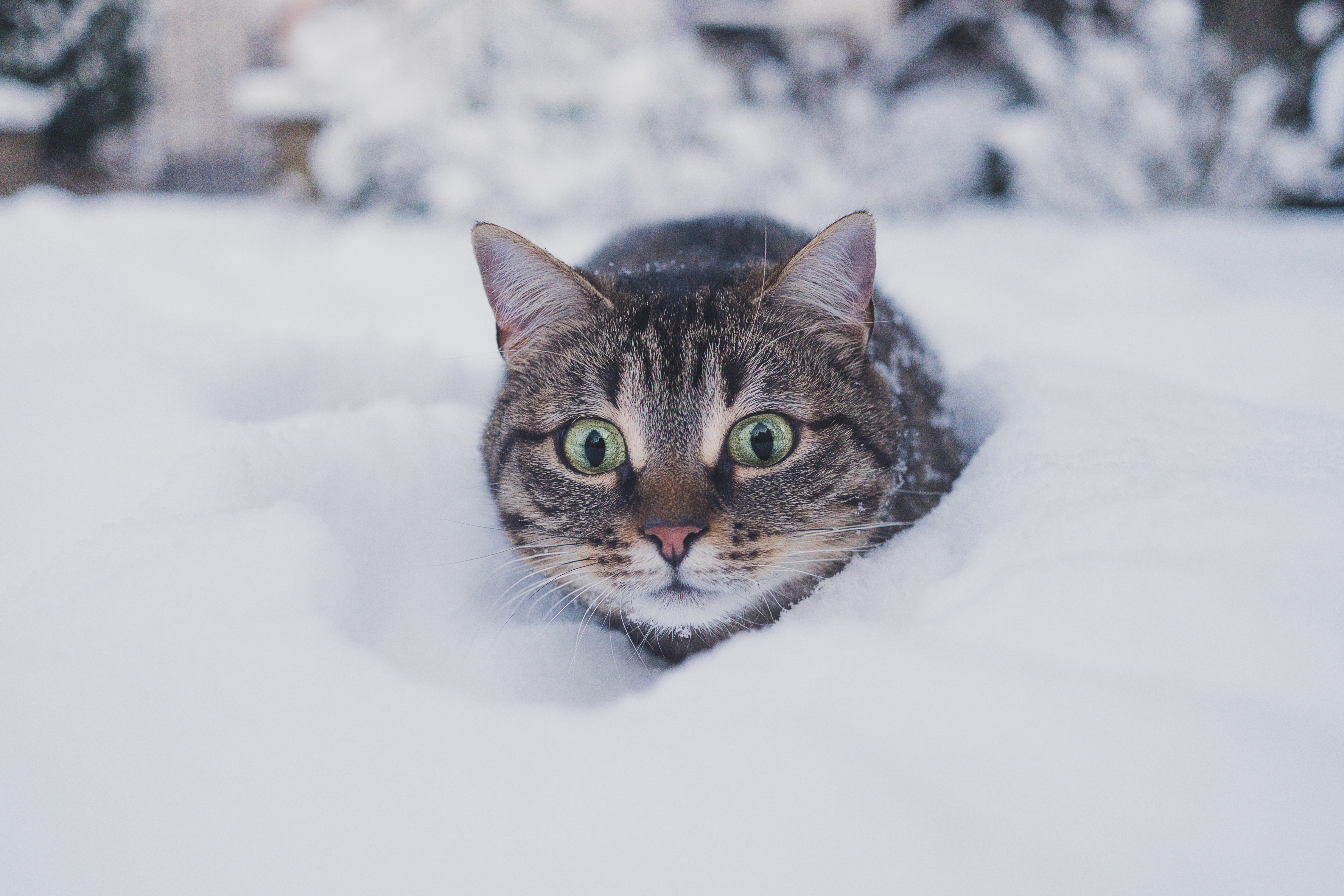 Handy-Wallpaper Tiere, Katzen, Schnee, Katze kostenlos herunterladen.