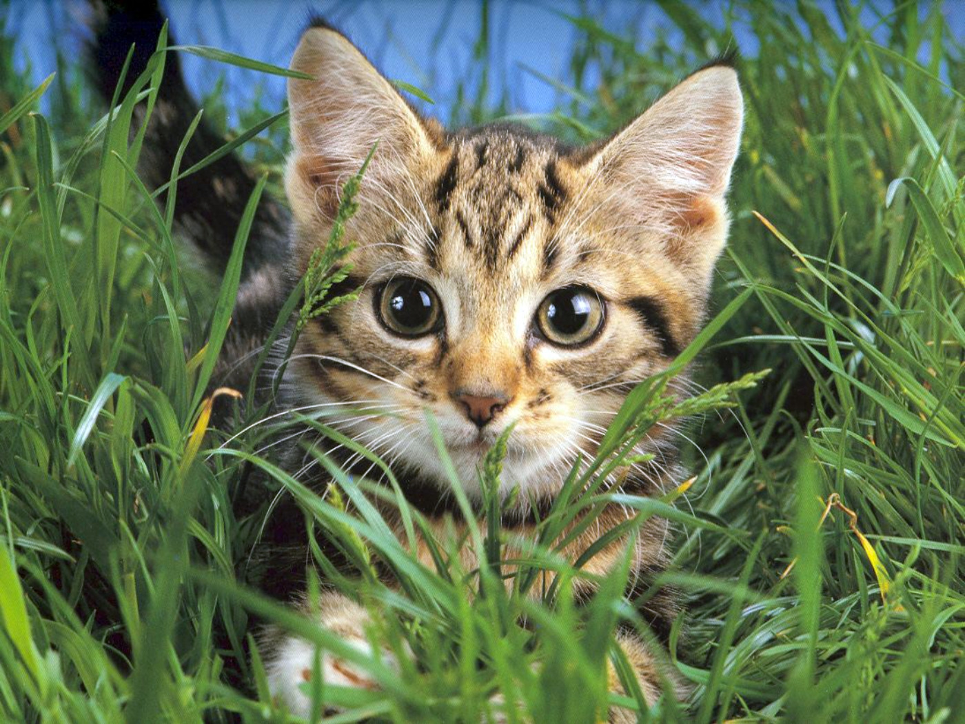 Descarga gratis la imagen Animales, Gatos, Gato, Lindo en el escritorio de tu PC