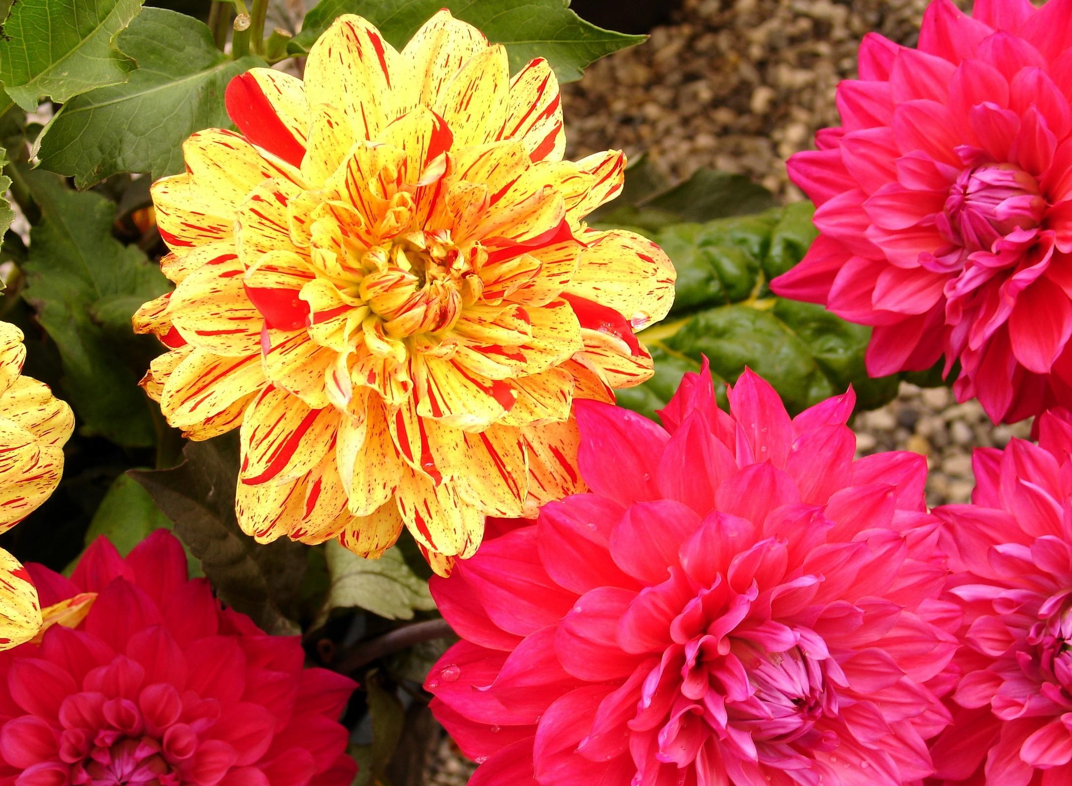 flowers, bright, close up, dahlias 2160p