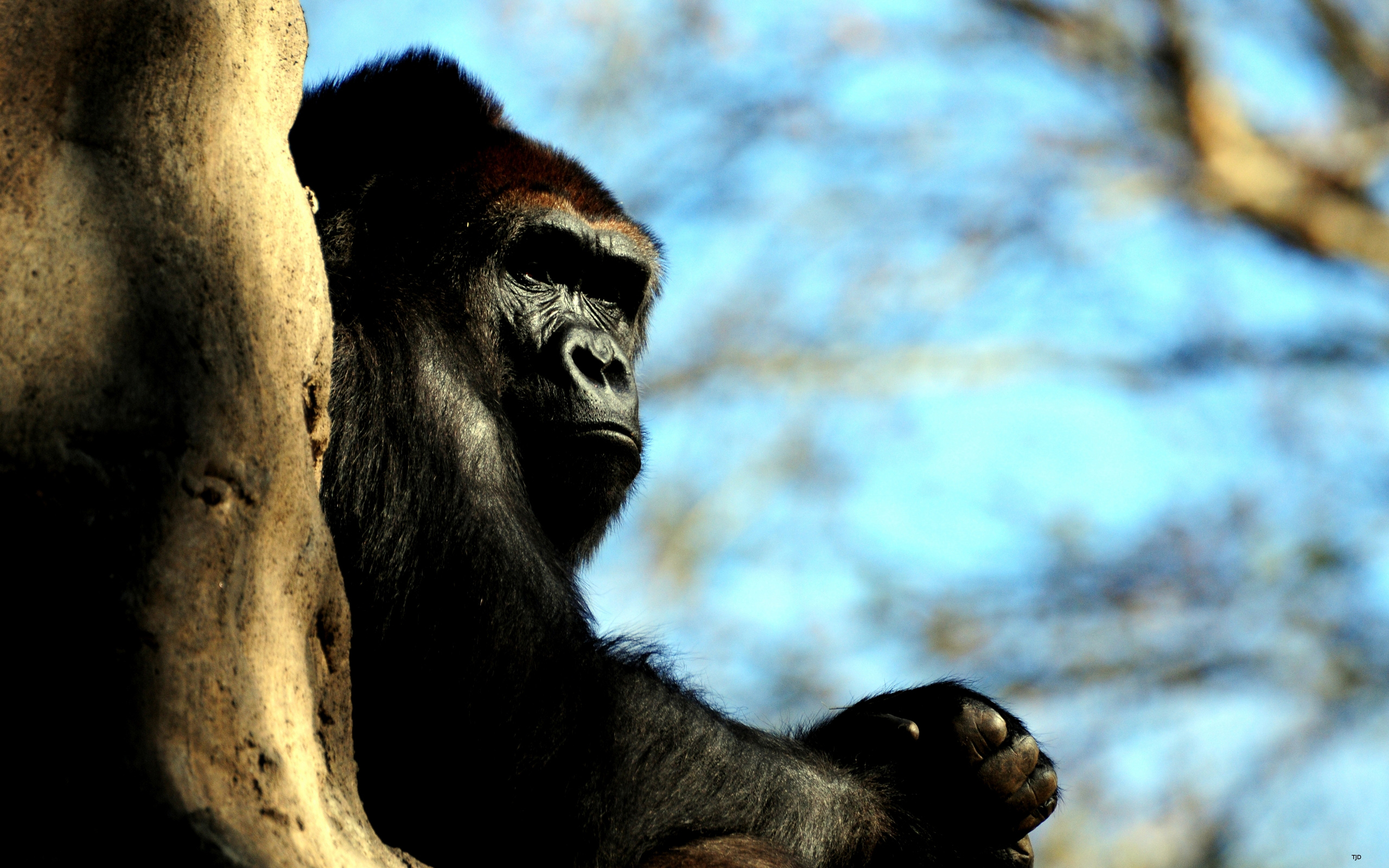 233658 скачать картинку животные, горилла, обезьяны - обои и заставки бесплатно
