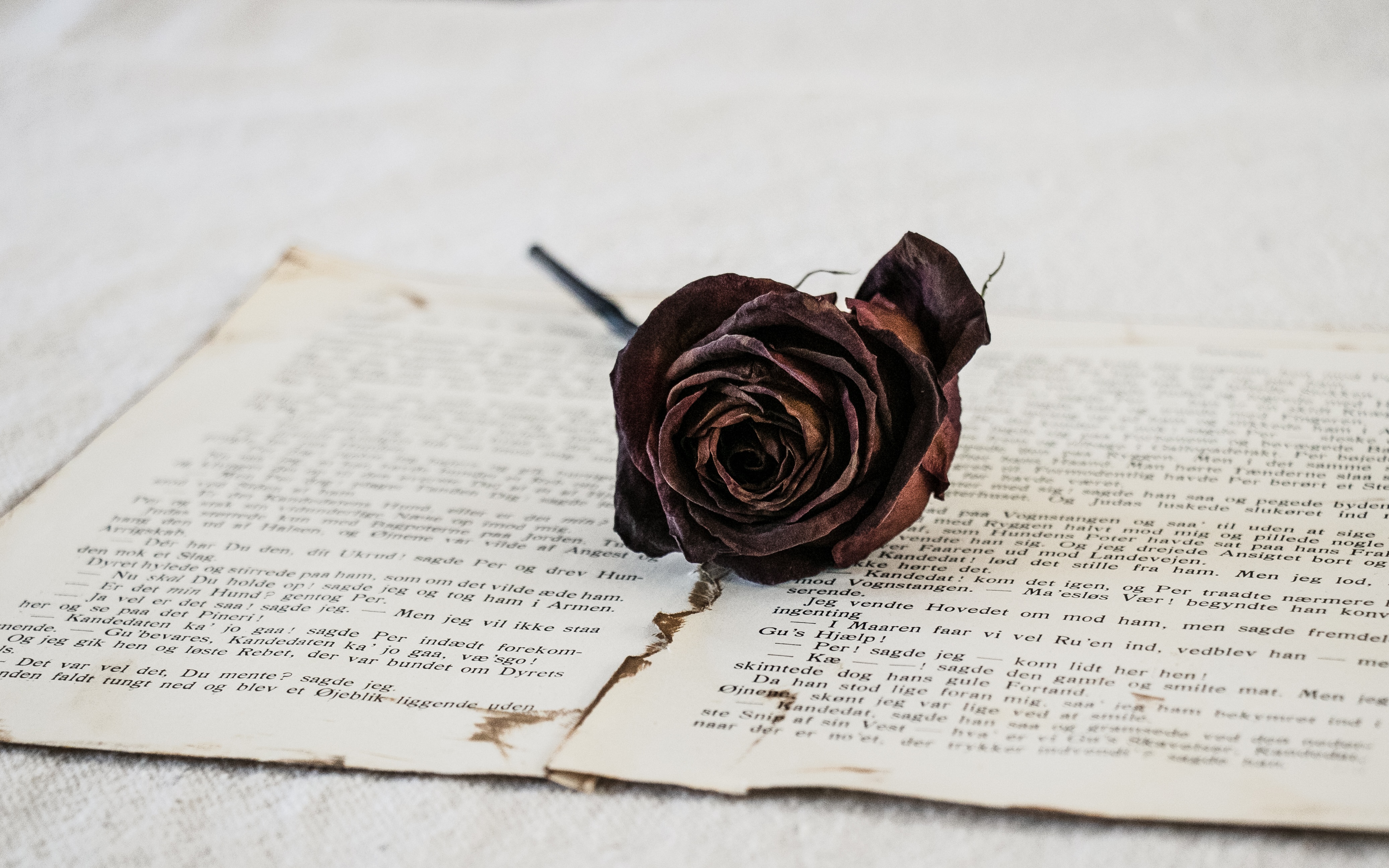 flowers, flower, rose flower, rose, dry, pages, page