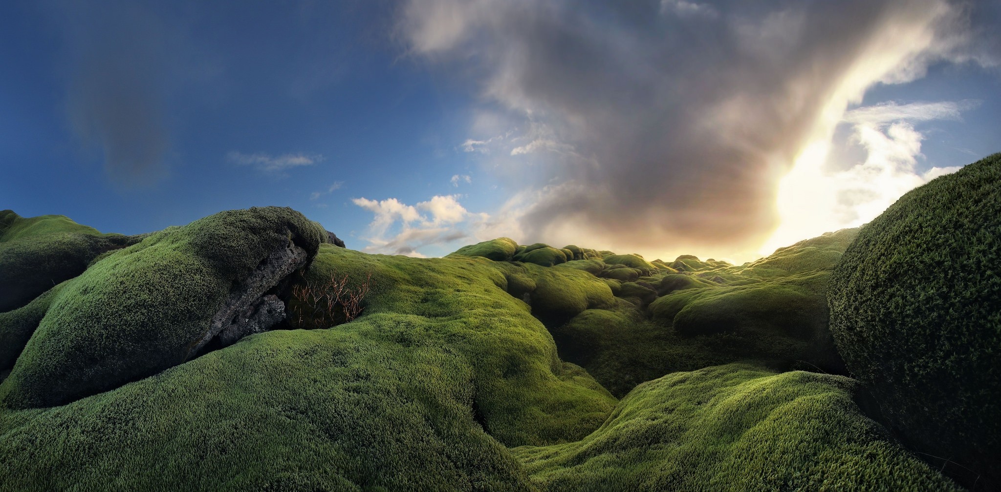 Free download wallpaper Landscape, Earth, Moss on your PC desktop