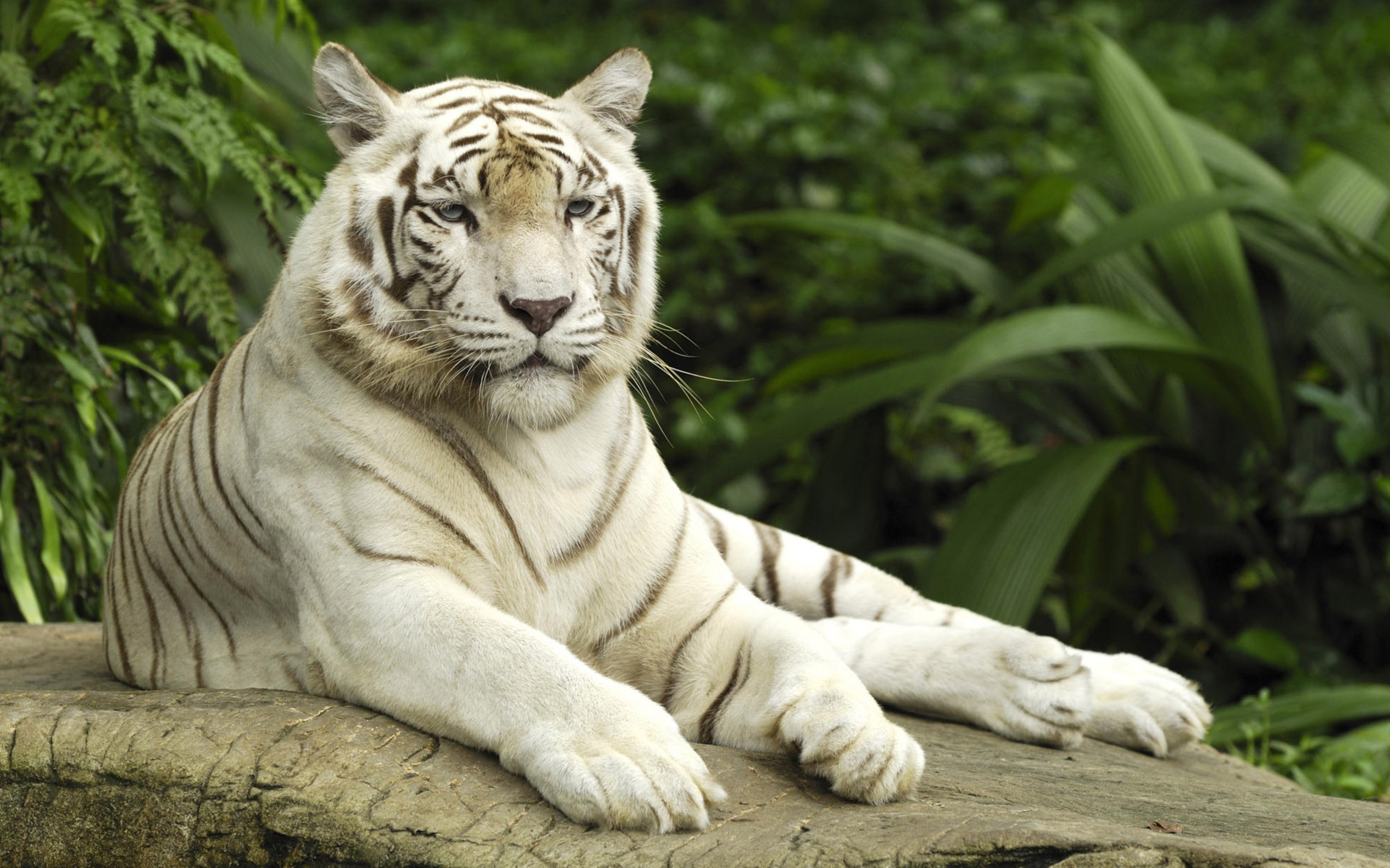262298 Hintergrundbild herunterladen tiere, weißer tiger, tiger, katzen - Bildschirmschoner und Bilder kostenlos