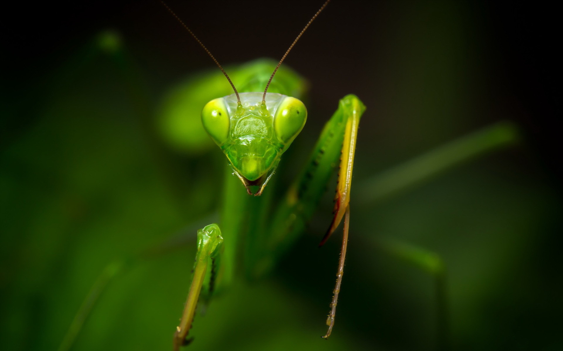 Descarga gratuita de fondo de pantalla para móvil de Mantis Religiosa, Insectos, Animales.