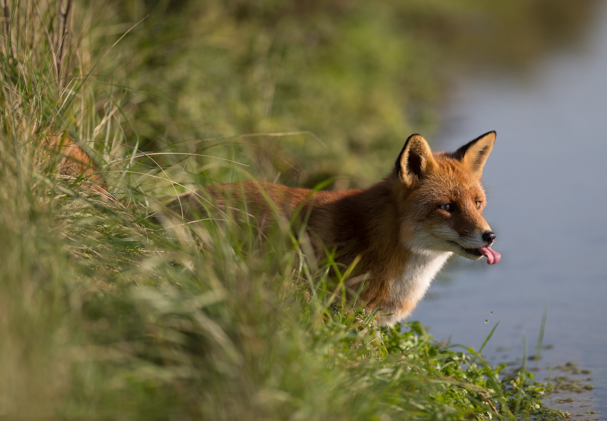 Handy-Wallpaper Tiere, Fuchs kostenlos herunterladen.