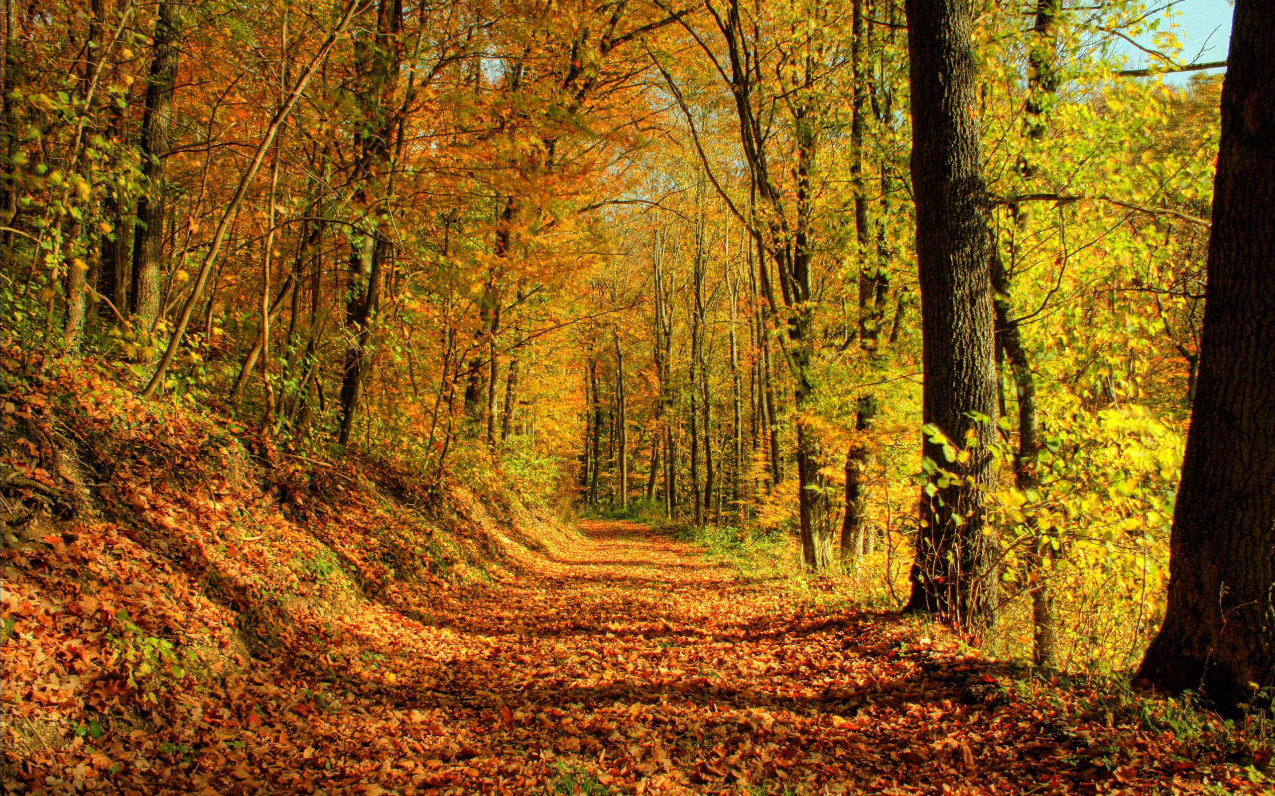 75066 скачать обои природа, октябрь, лес, золото, листья, дорога, тени, полдень - заставки и картинки бесплатно