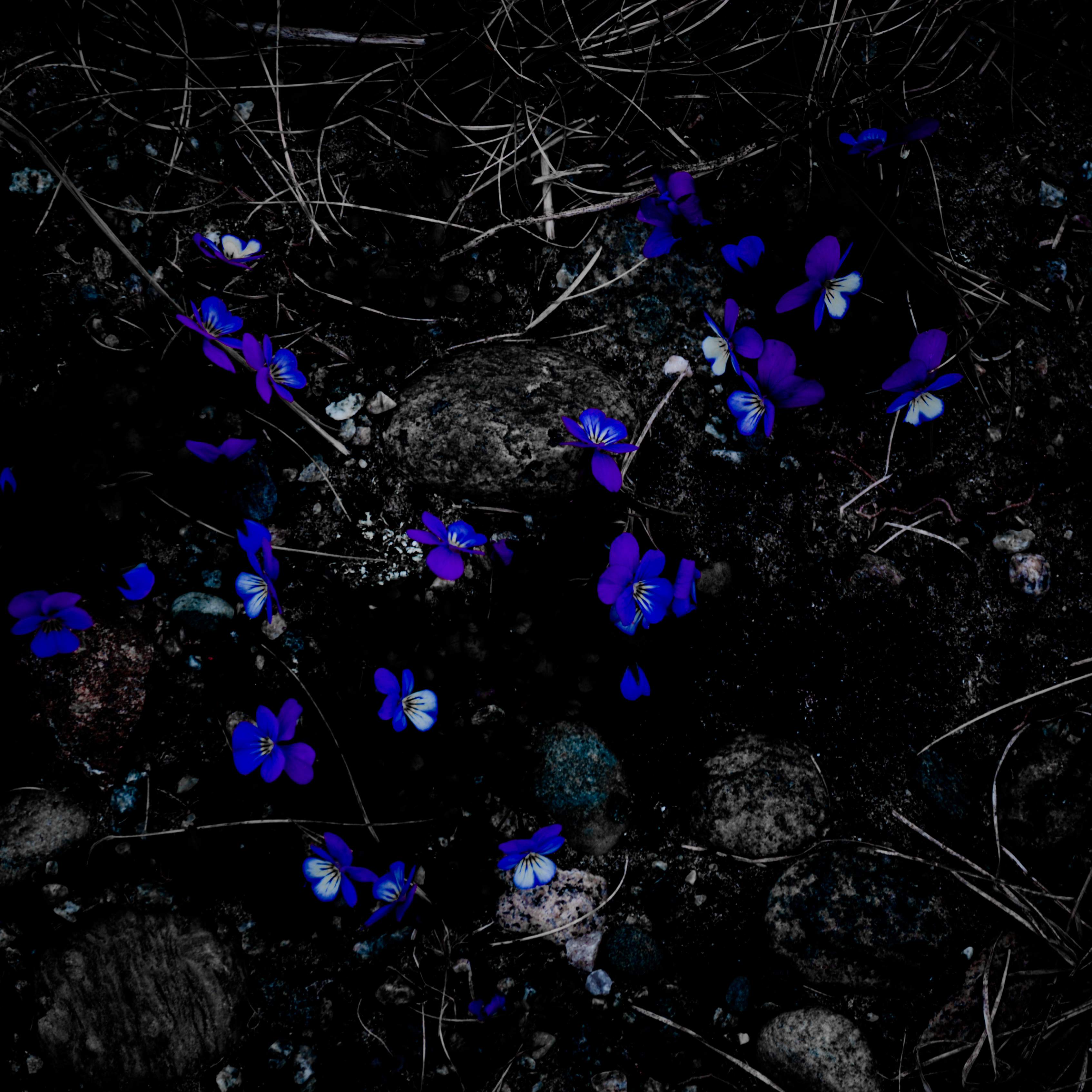 flowers, stones, dark, branches, bloom, flowering, contrast FHD, 4K, UHD