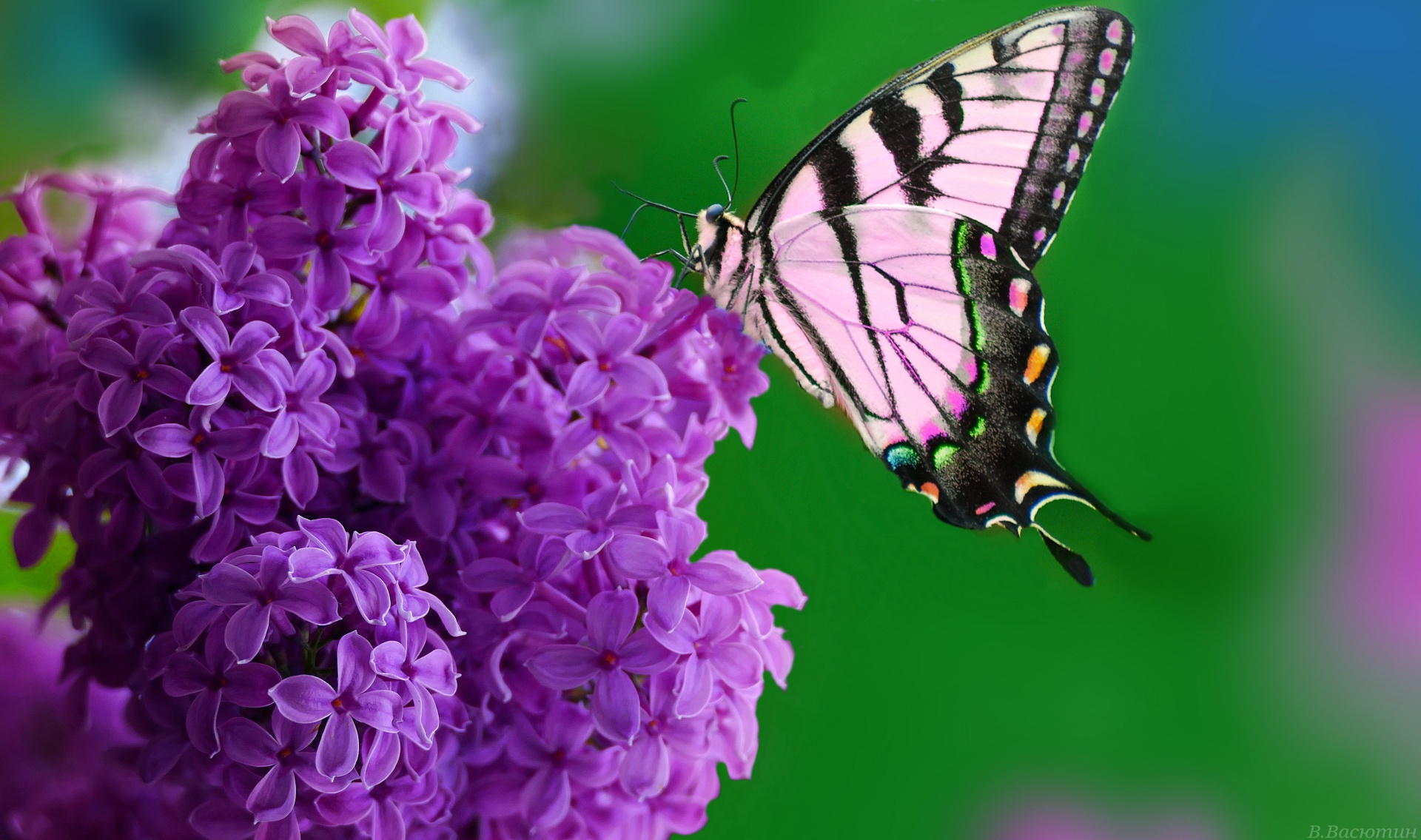 Download mobile wallpaper Lilac, Macro, Insect, Butterfly, Animal for free.