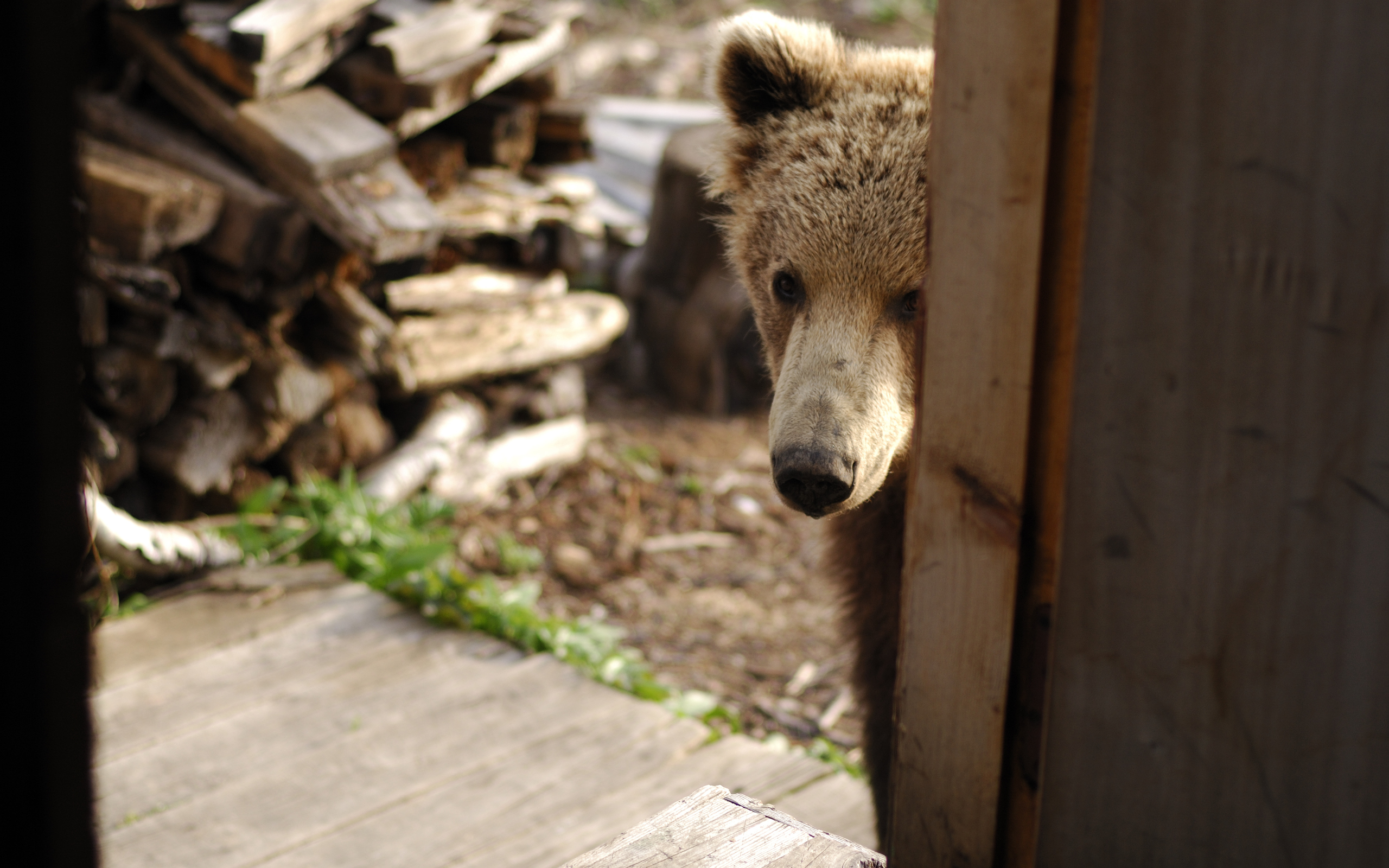 無料モバイル壁紙動物, クマをダウンロードします。