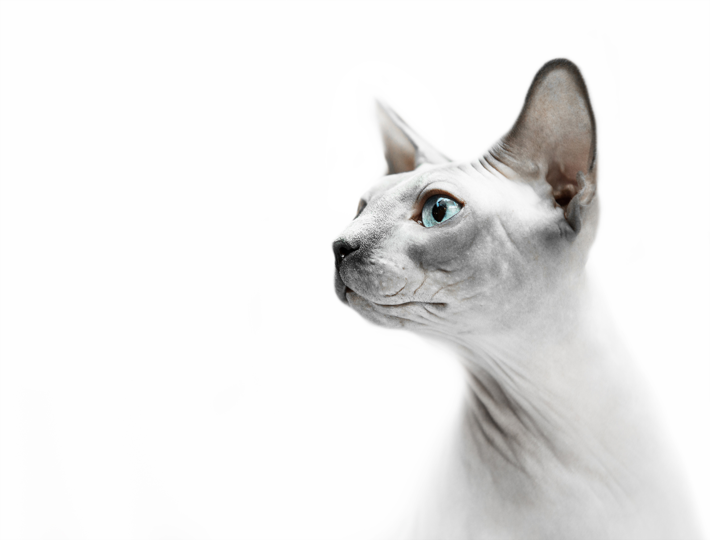 724253 descargar fondo de pantalla animales, gato esfinge: protectores de pantalla e imágenes gratis