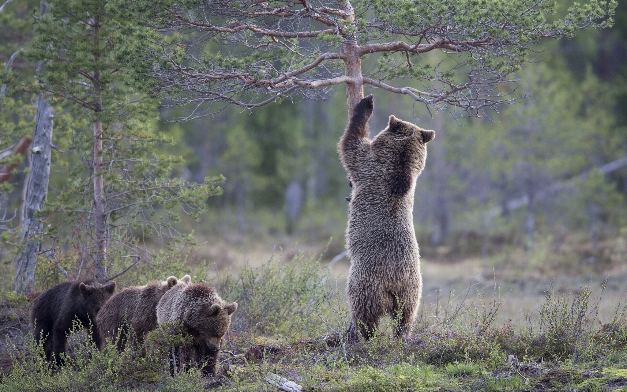 Скачать картинку Животные, Медведи, Дерево, Медведь, Детеныш, Сосна в телефон бесплатно.