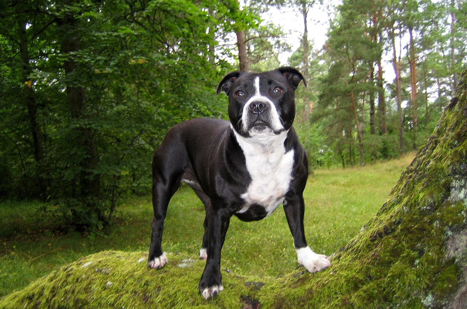 Baixe gratuitamente a imagem Cães, Cão, Animais na área de trabalho do seu PC