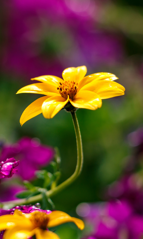 1114788 Bildschirmschoner und Hintergrundbilder Coreopsis auf Ihrem Telefon. Laden Sie  Bilder kostenlos herunter