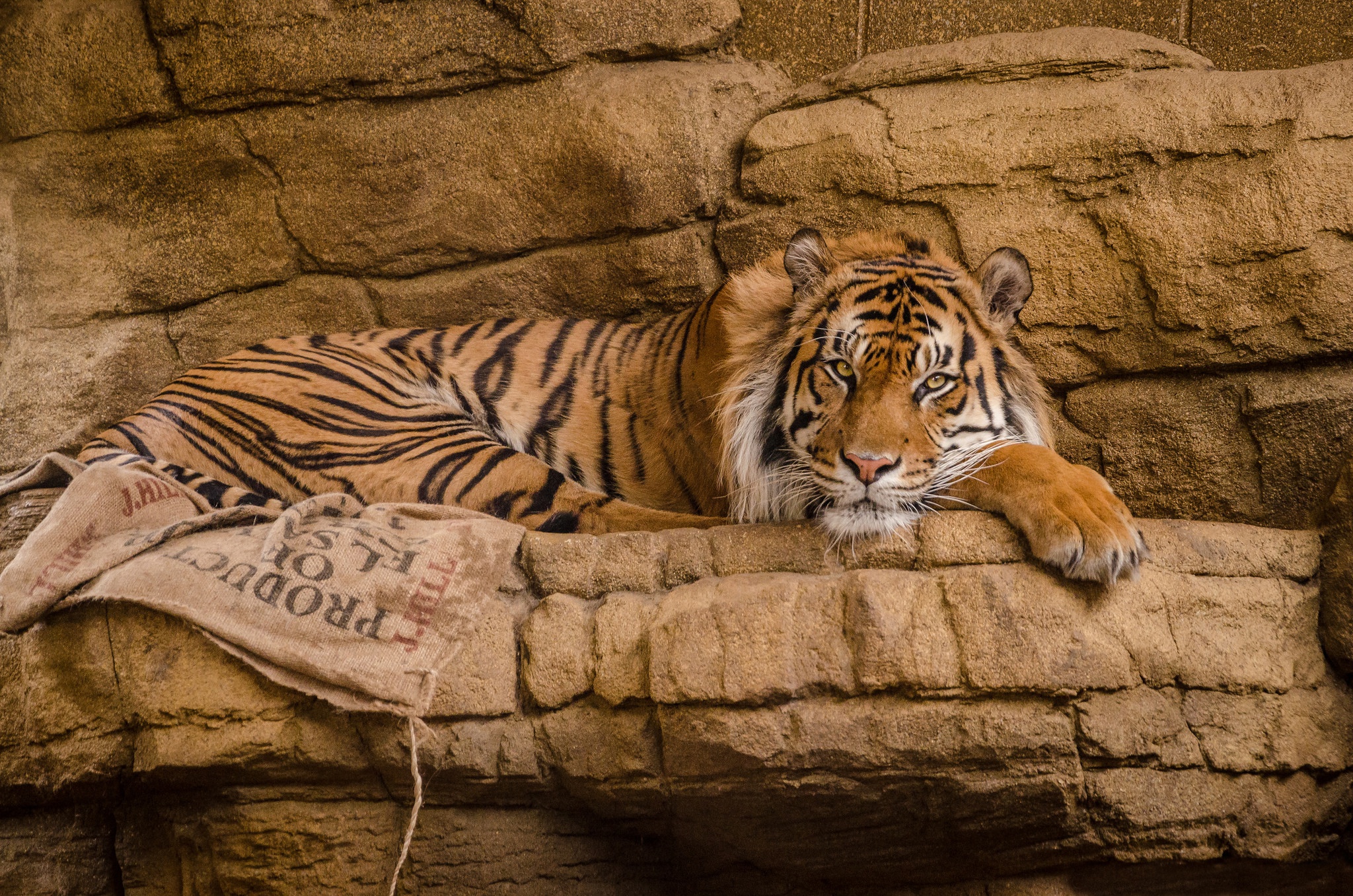 Скачать обои бесплатно Животные, Тигр, Зоопарк, Кошки картинка на рабочий стол ПК