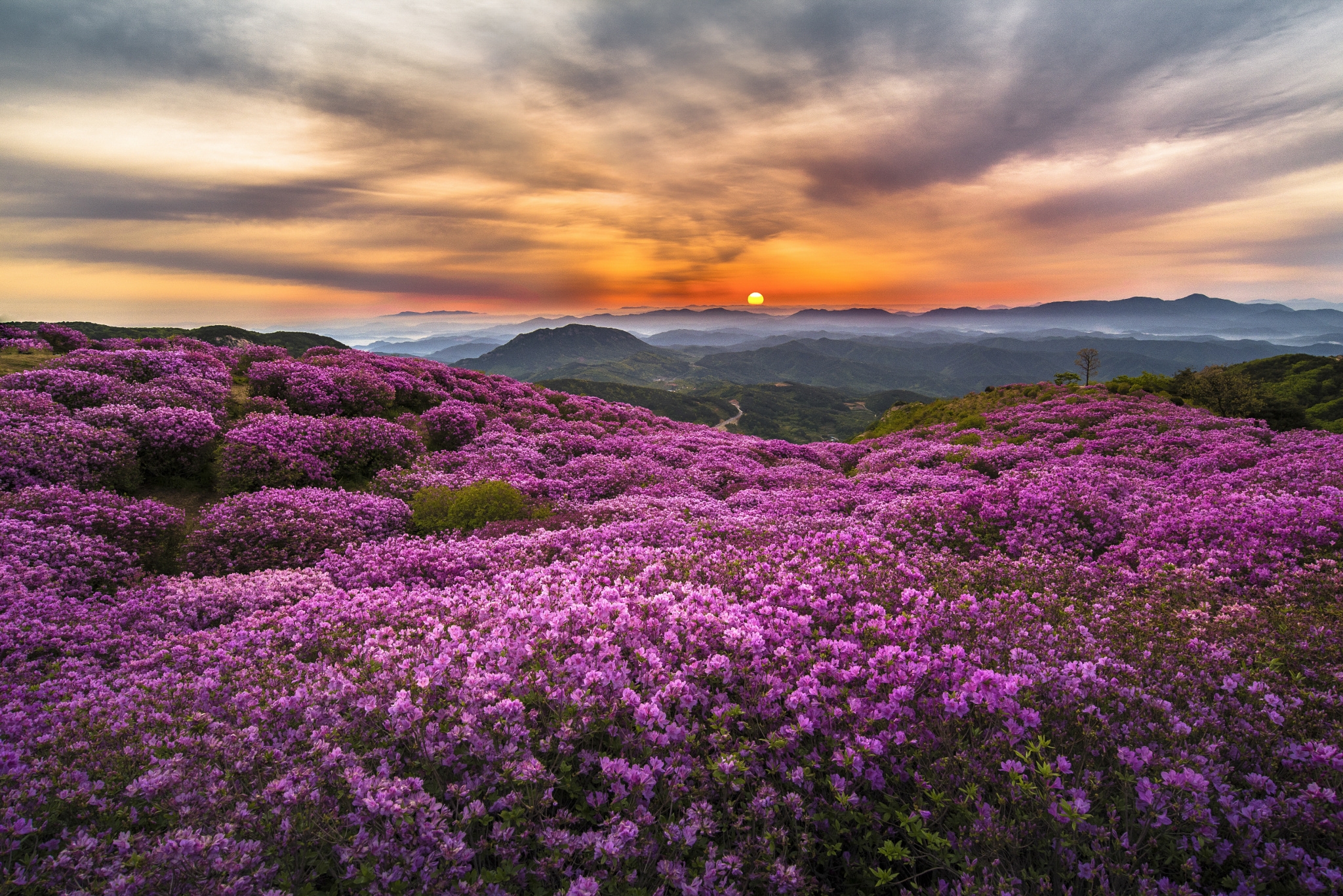 Free download wallpaper Flowers, Sunset, Mountain, Flower, Earth, Purple Flower on your PC desktop